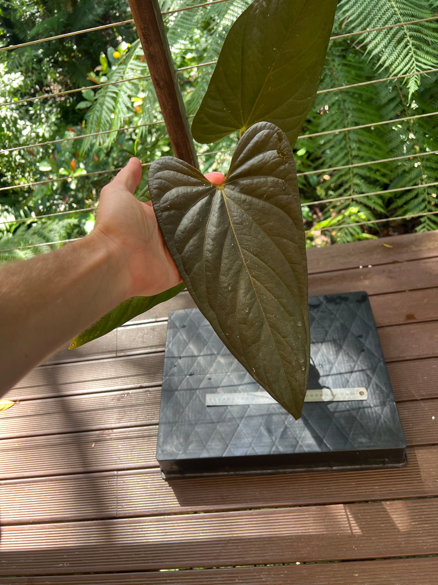Anthurium 'Sharp Mood #1' Clone - Large and Starting to Flower!