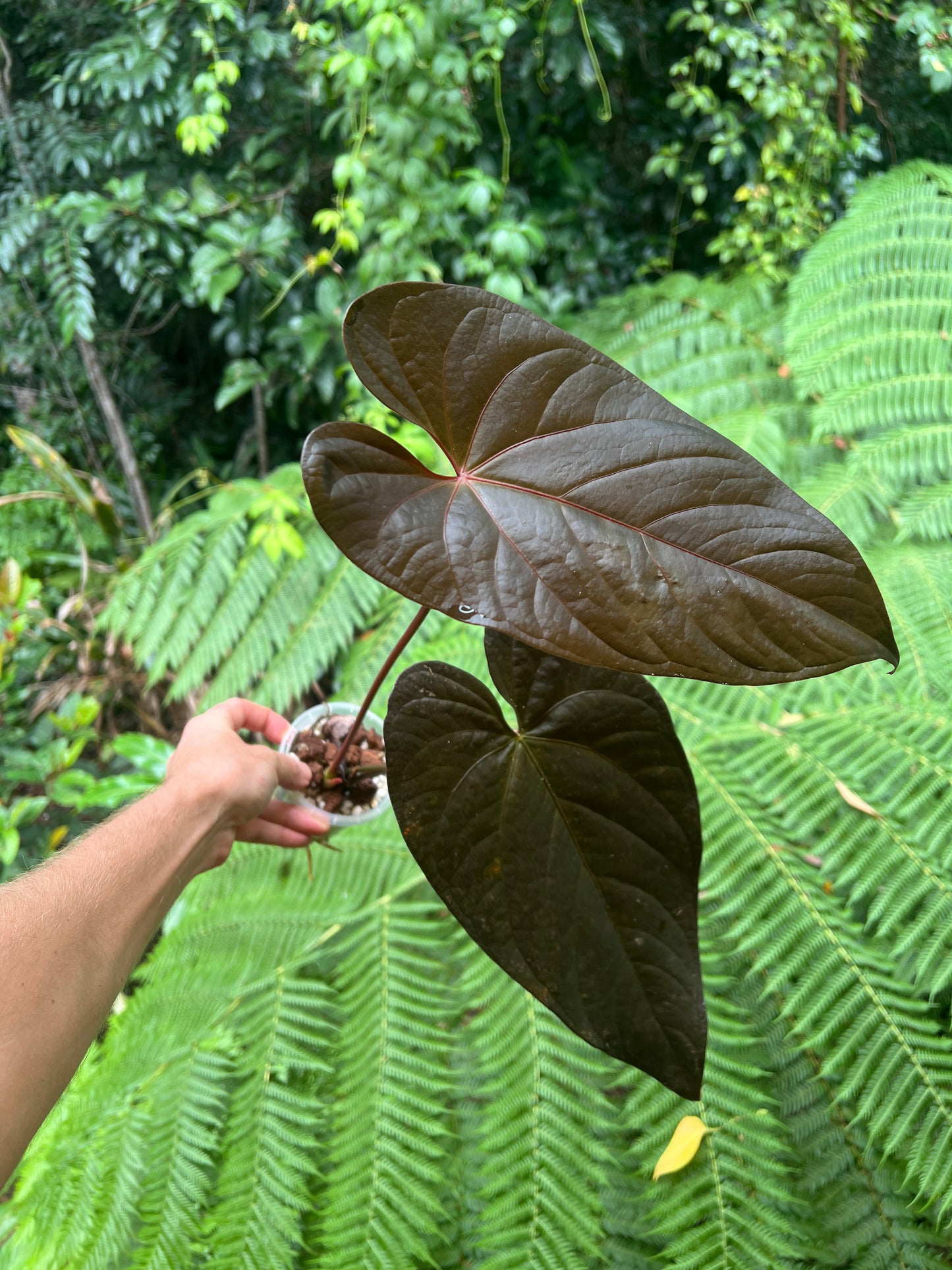 Anthurium Dark Dingo Clone Cutting Grown - Amazing Plant!