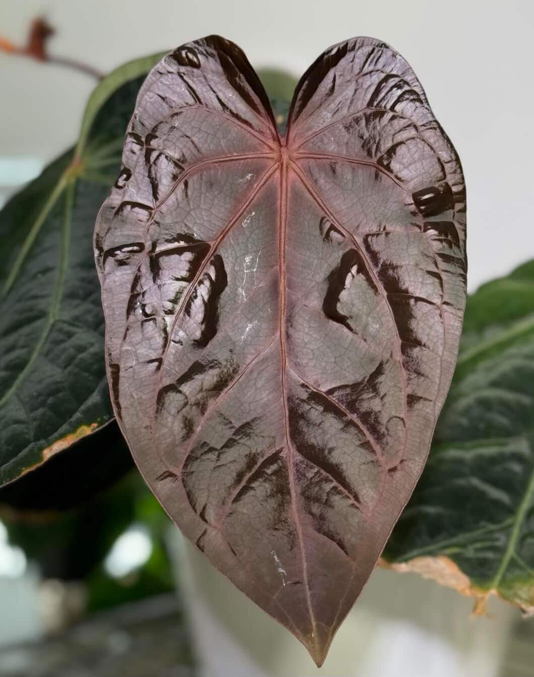 Anthurium Bess RC x RC BVEP - Pack 3 Seedlings