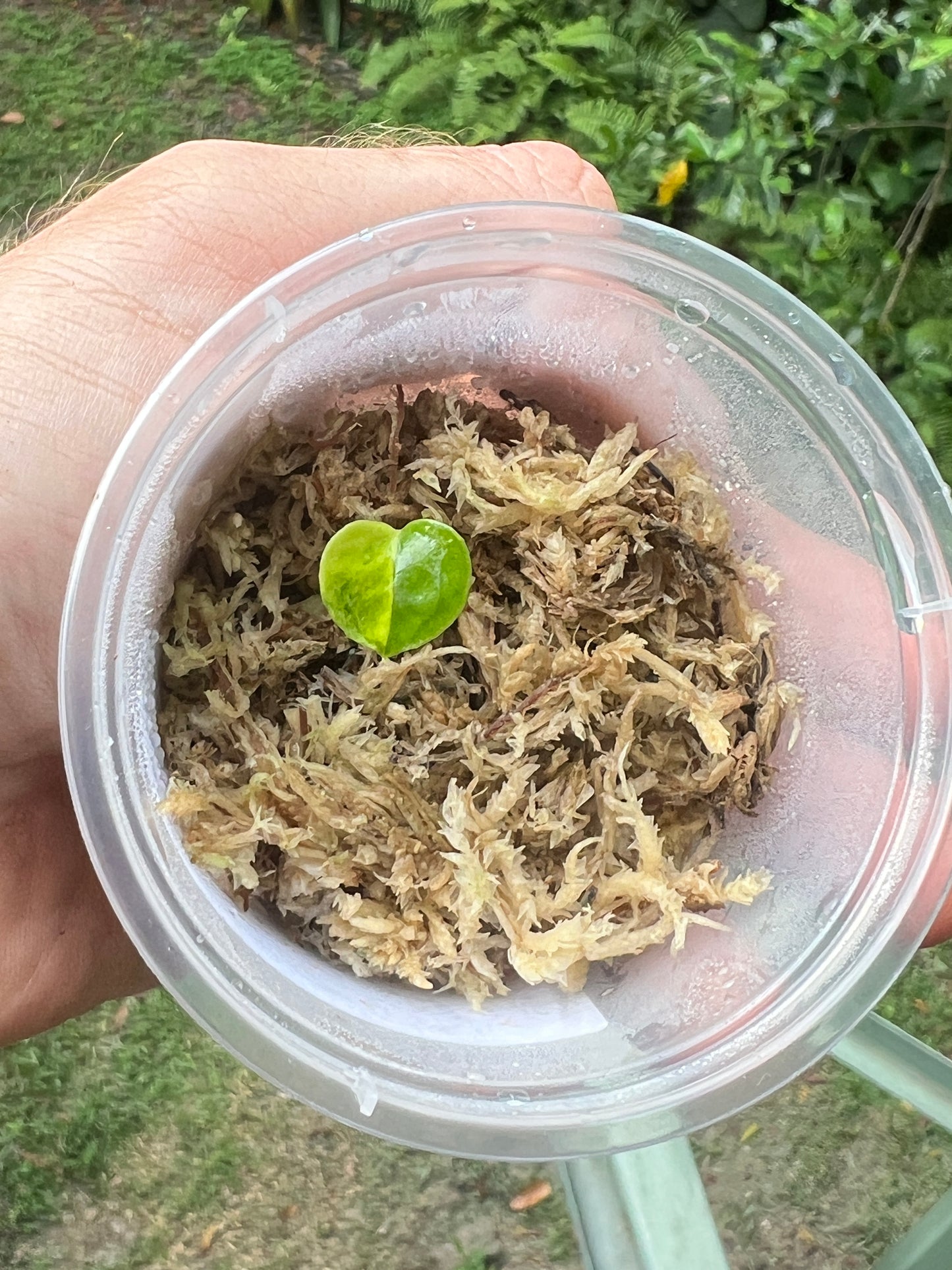 Anthurium Variegated forgetii x Red Forgetii x 1 var germinated Seed