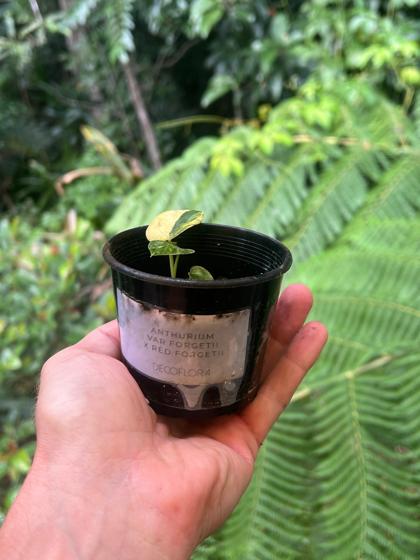 Anthurium Variegated forgetii x Red Forgetii x 1 var Seedling Shown