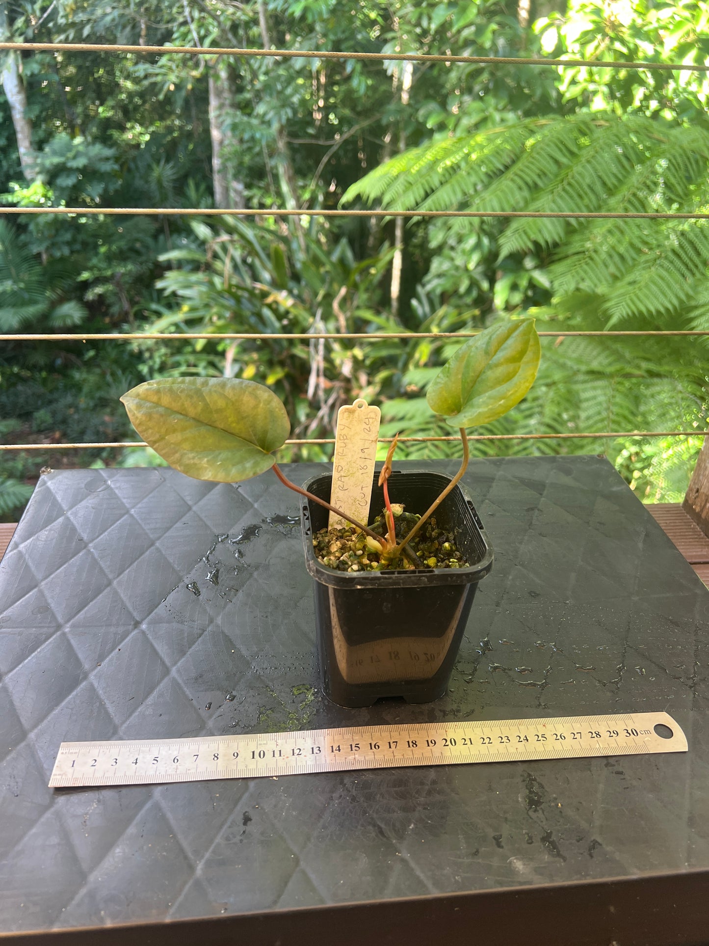 Anthurium 'Best Rad Ruby' Clone