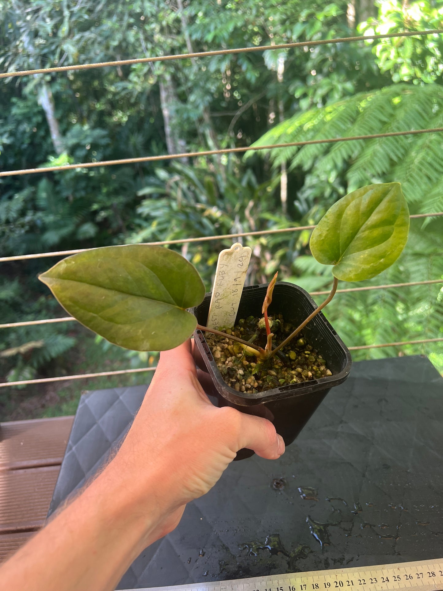 Anthurium 'Best Rad Ruby' Clone