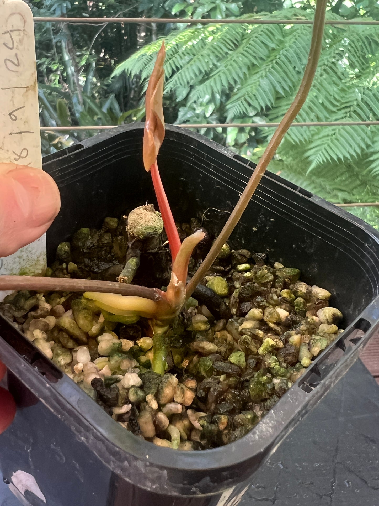 Anthurium 'Best Rad Ruby' Clone