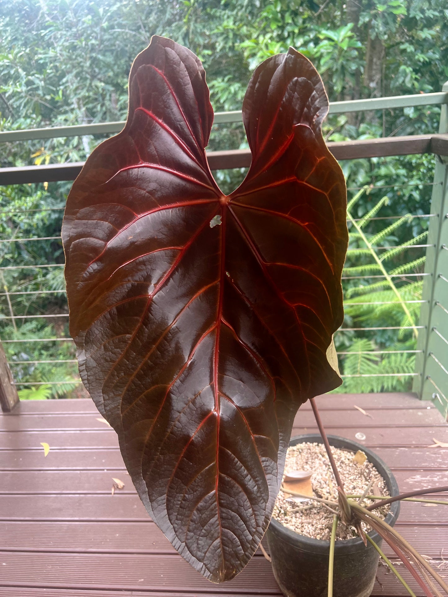 Anthurium MagxMoody#4 x Dark Crystal x3 Seeds