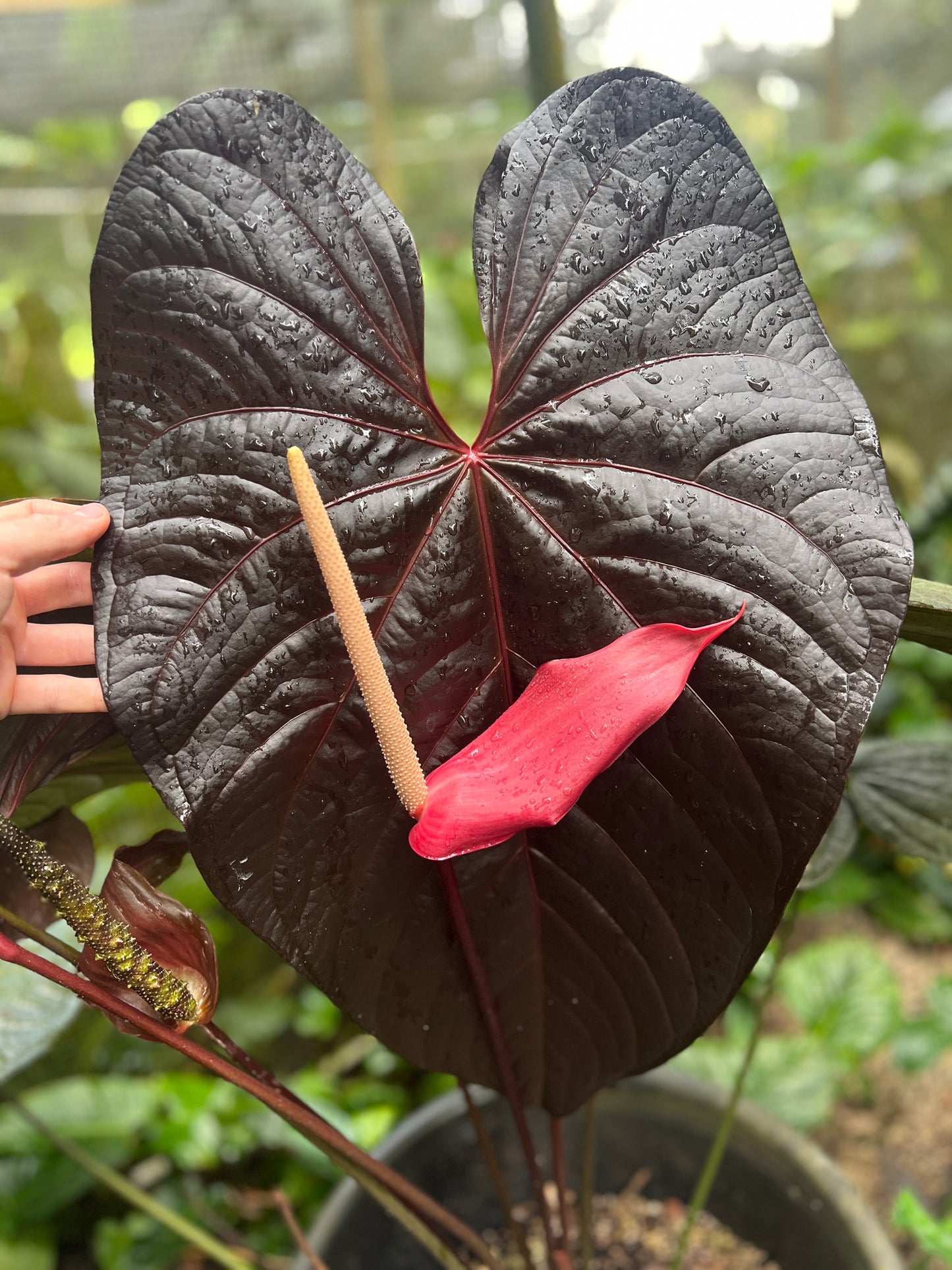 Anthurium Dark Dingo