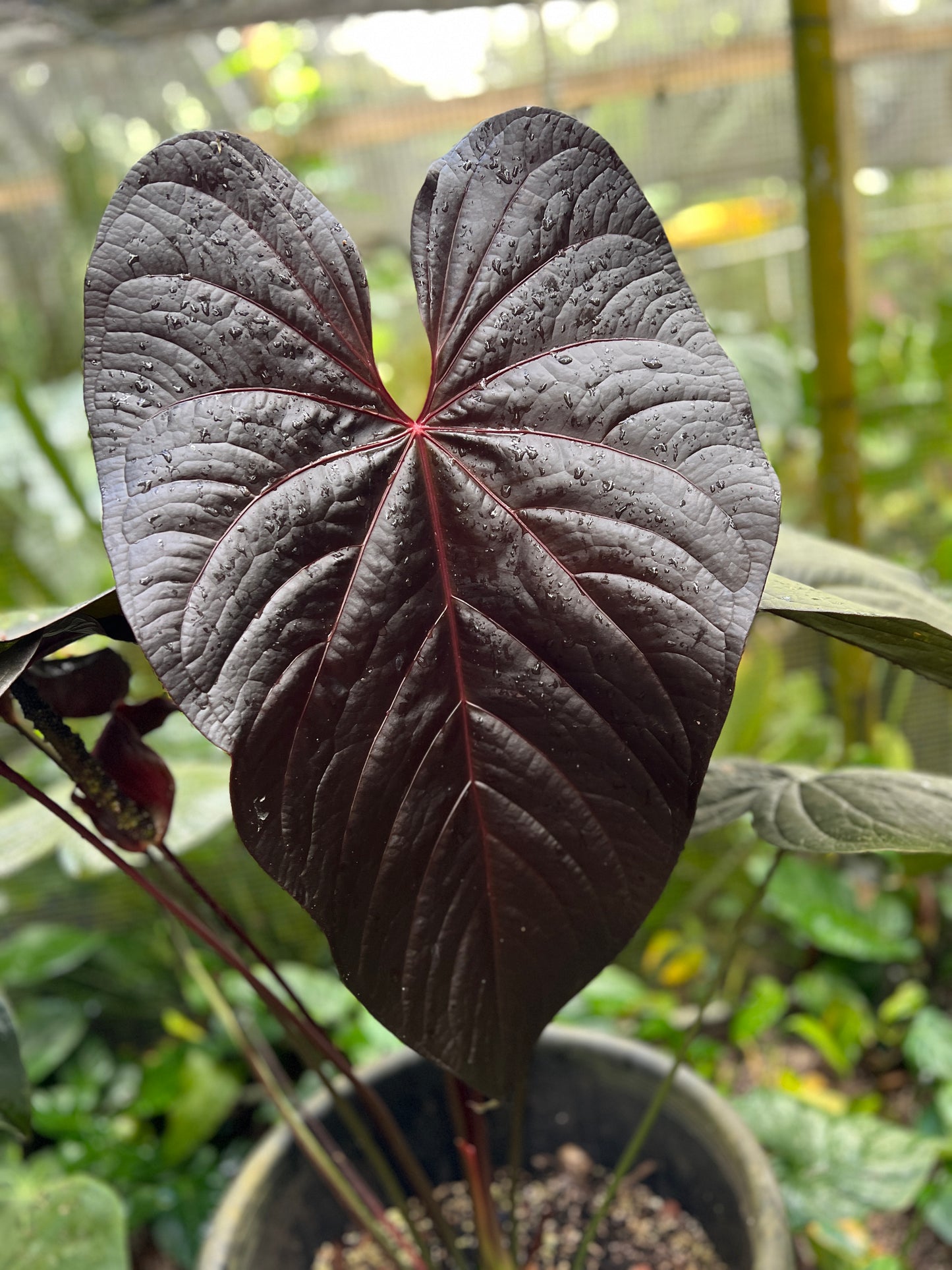Anthurium Dark Dingo