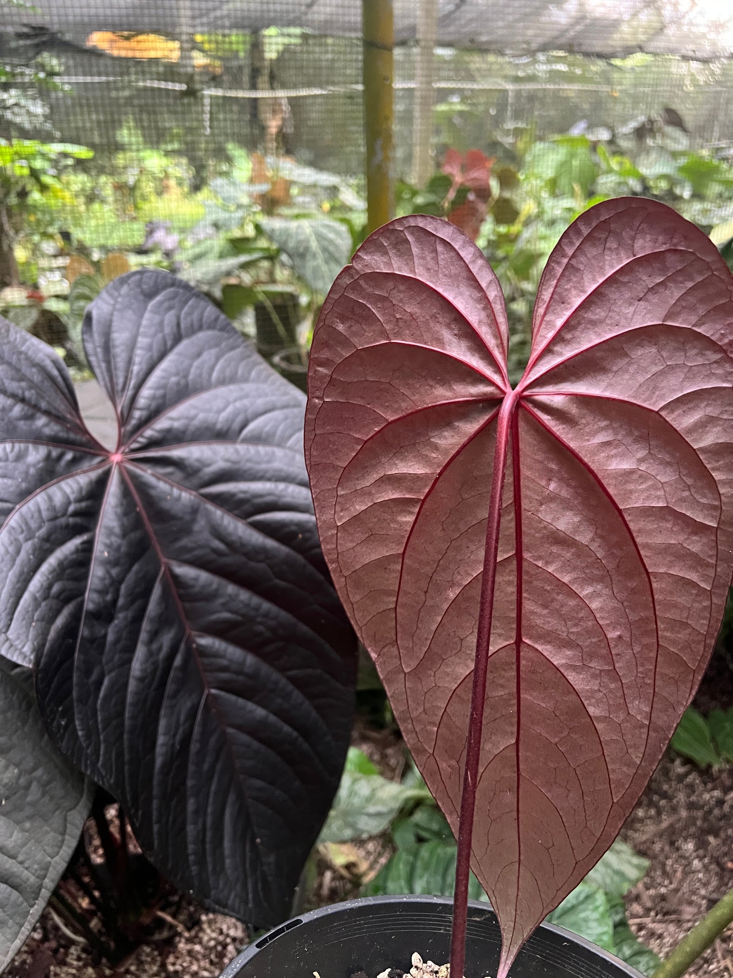 Anthurium Dark Dingo