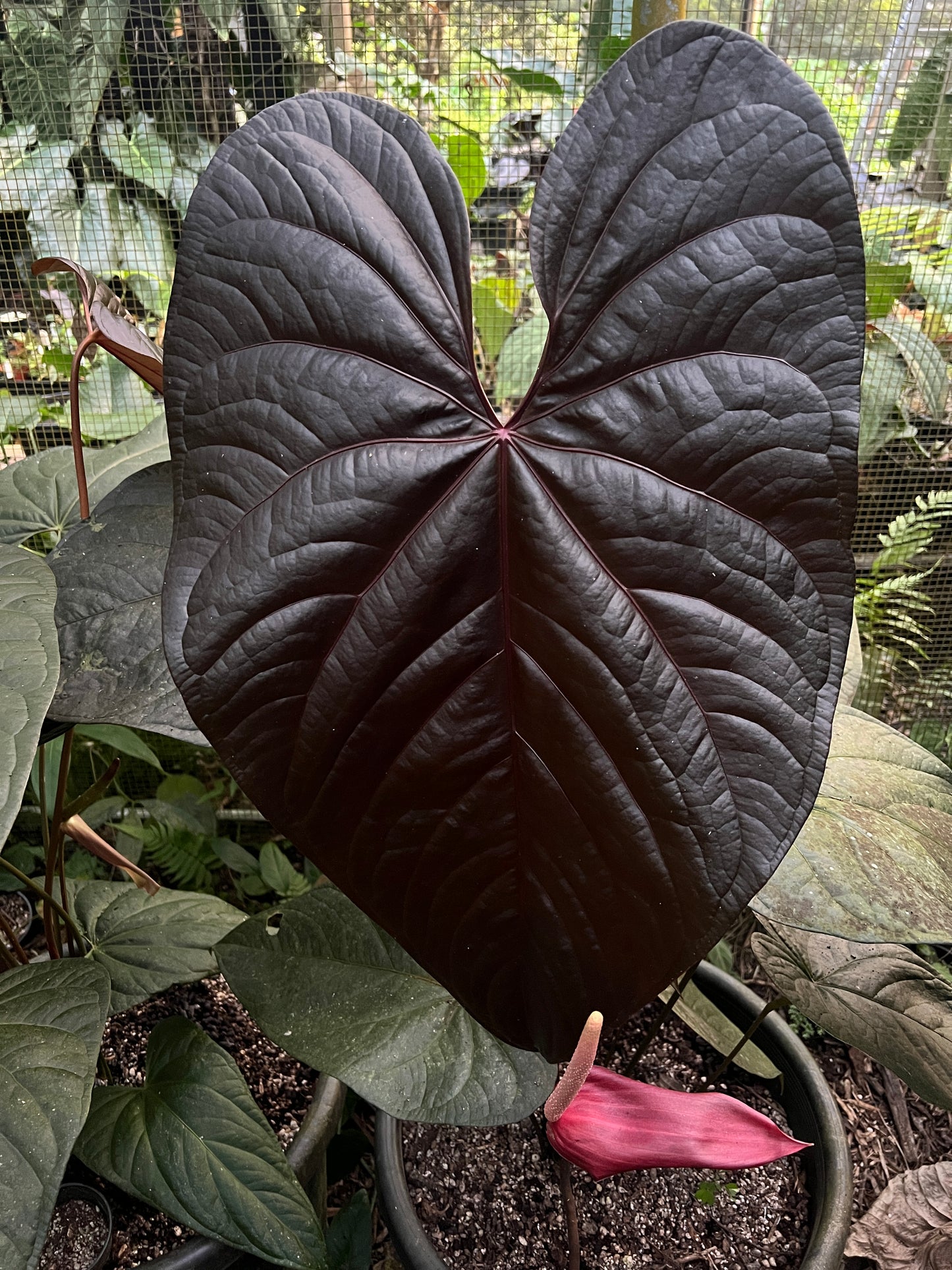 Anthurium Dark Dingo