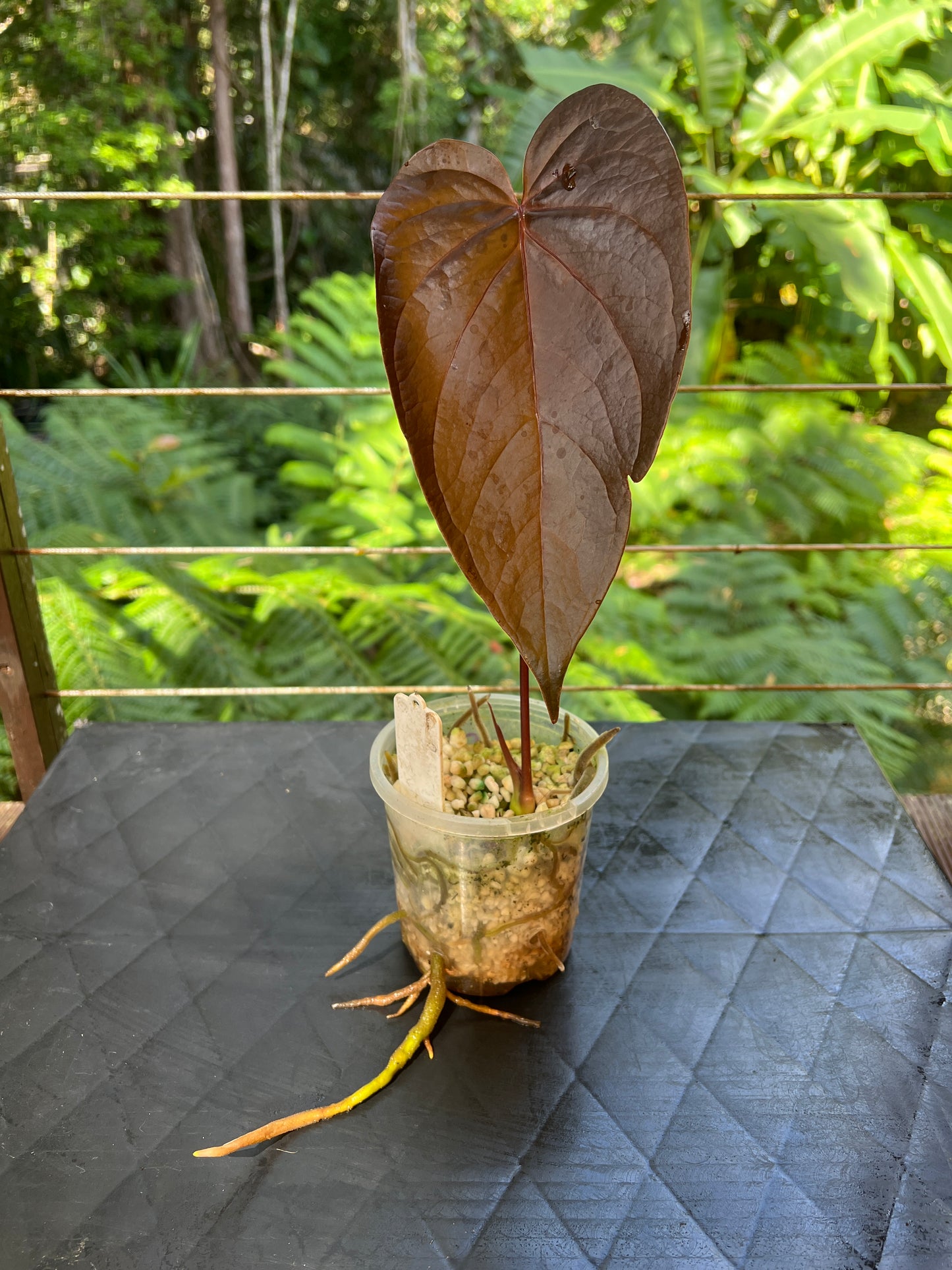 Anthurium Dark Dingo