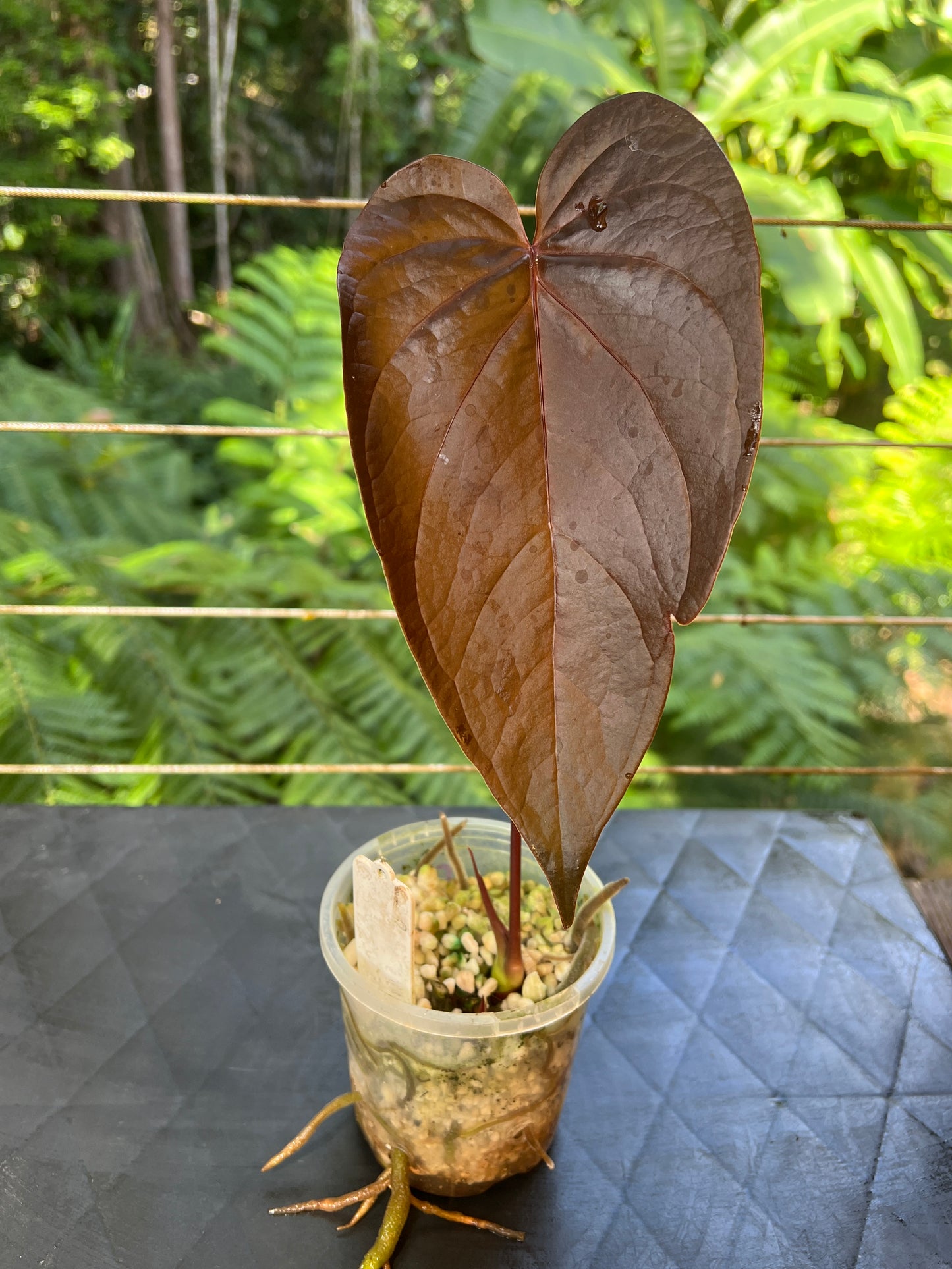 Anthurium Dark Dingo