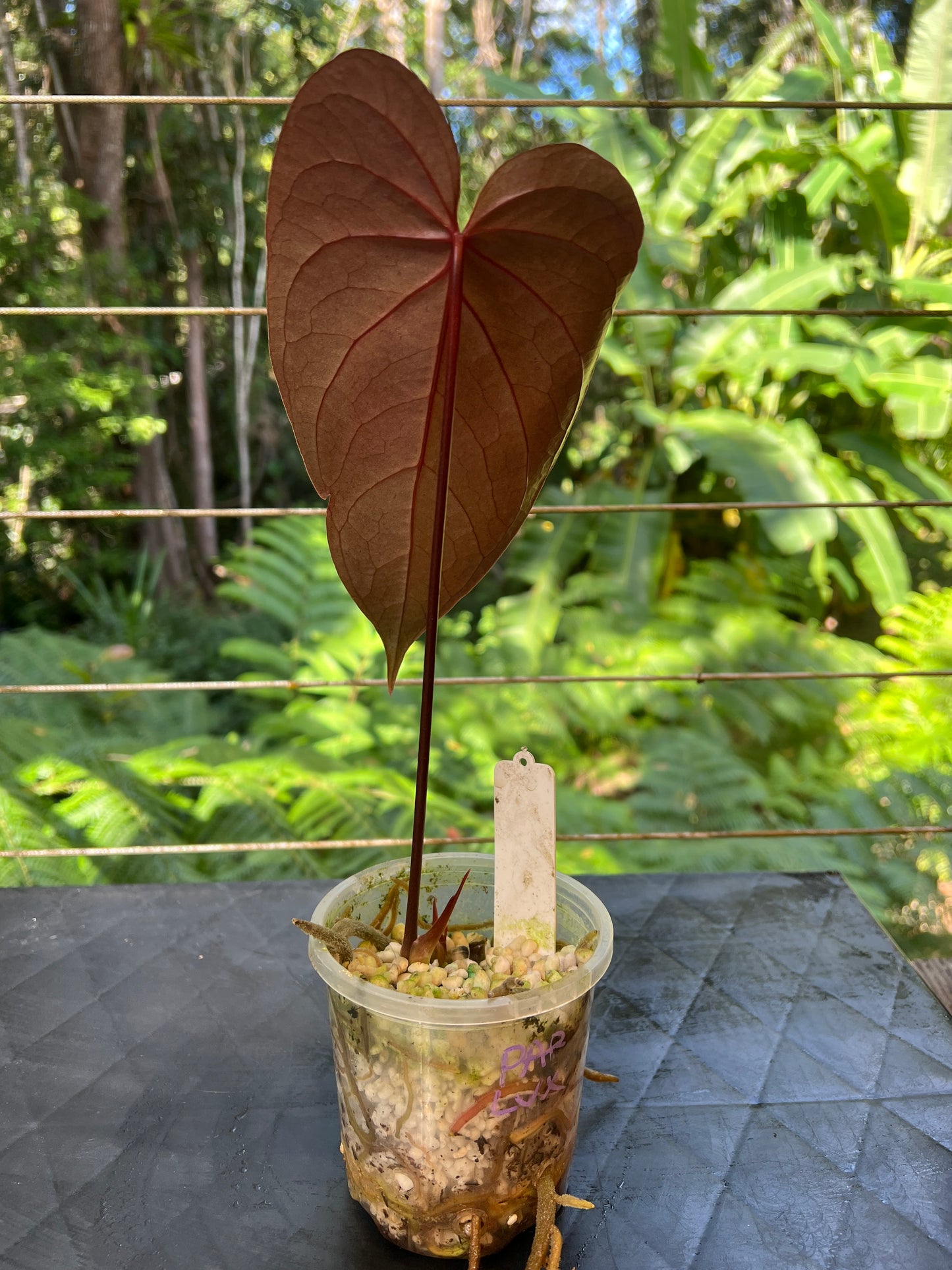 Anthurium Dark Dingo