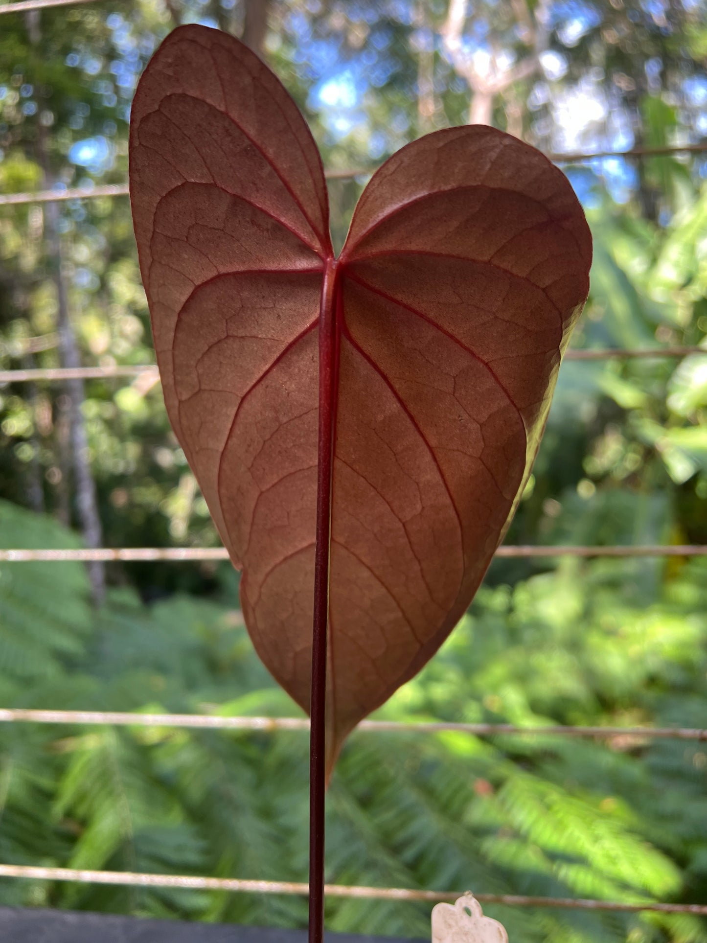 Anthurium Dark Dingo