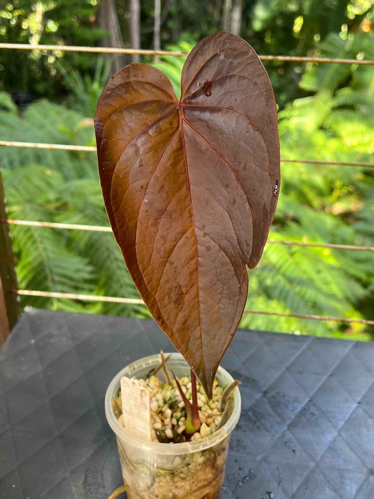 Anthurium Dark Dingo