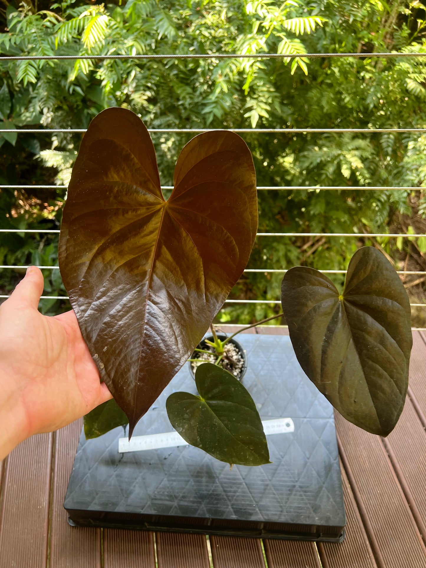 Anthurium Dark and Glossy Clone