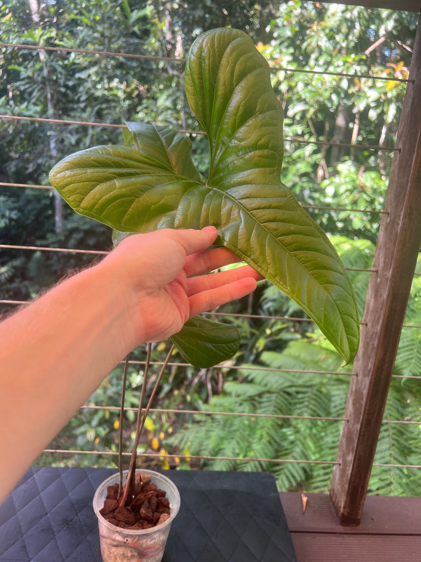 Anthurium effusilobum Large