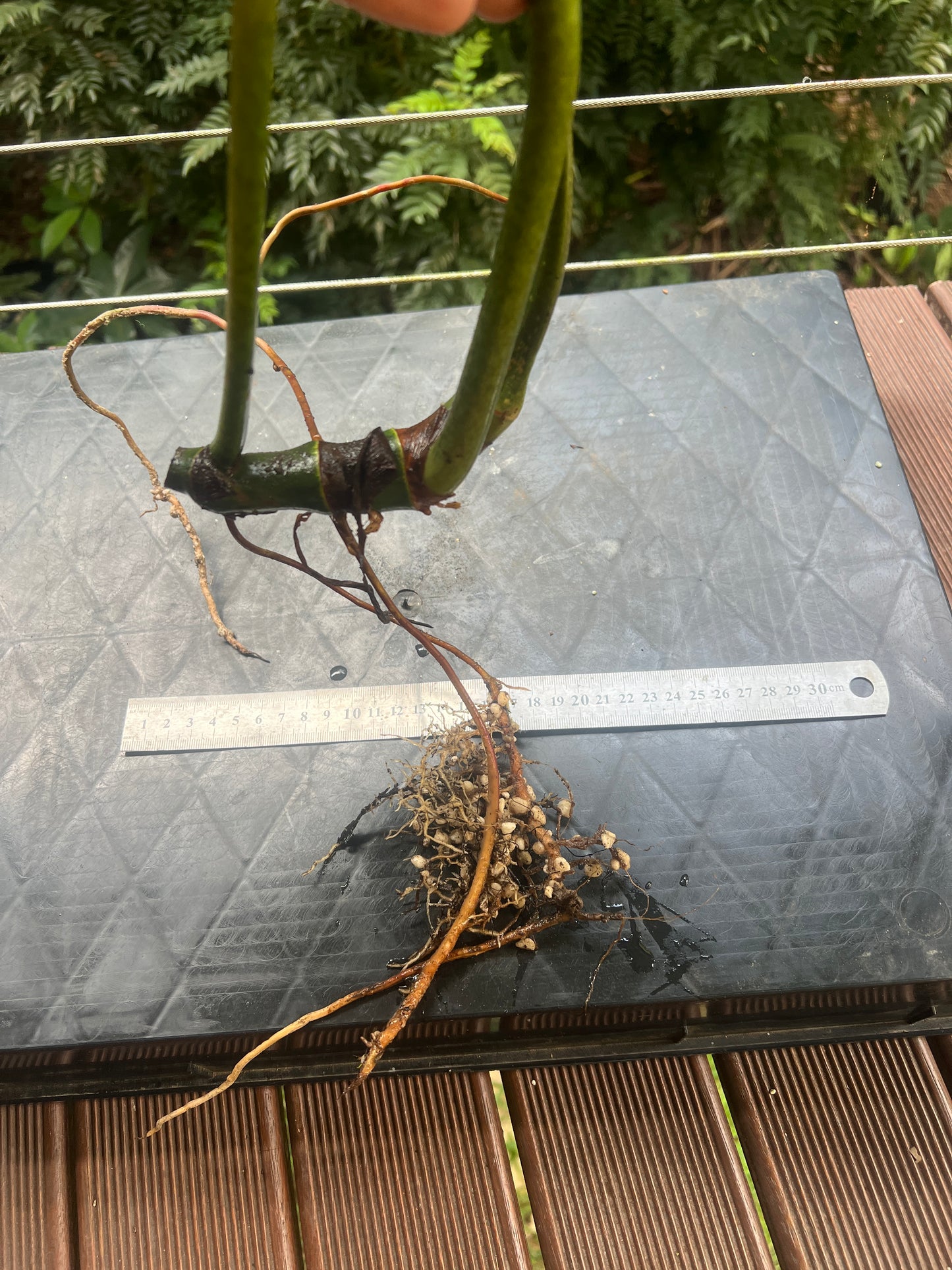 Philodendron maximum - Large