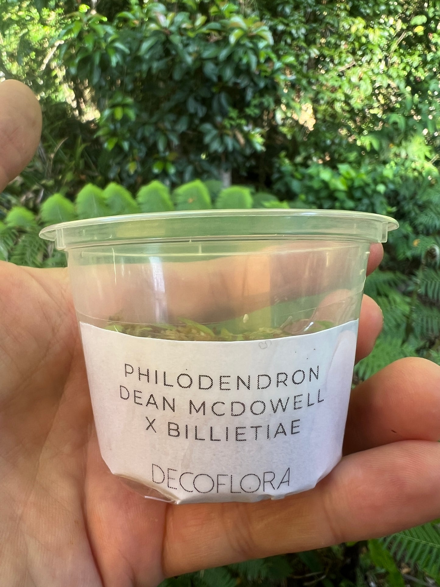 Philodendron Dean Mcdowell x Billietiae - Pack of 7+ Seedlings!