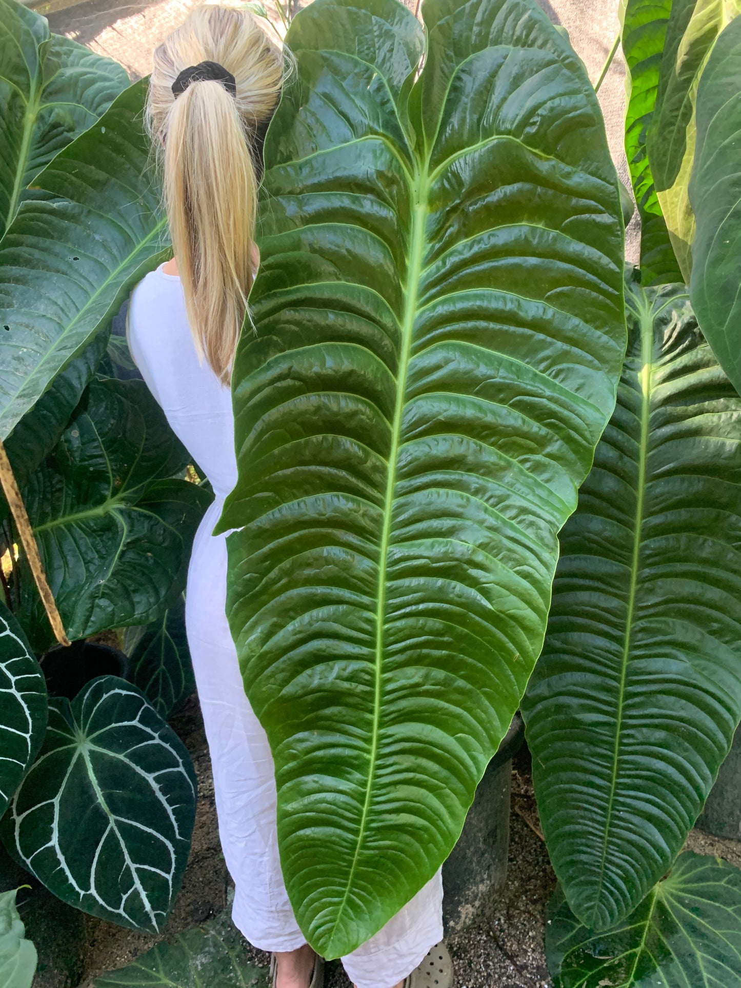 Anthurium veitchii x dark hybrid x4 Seeds