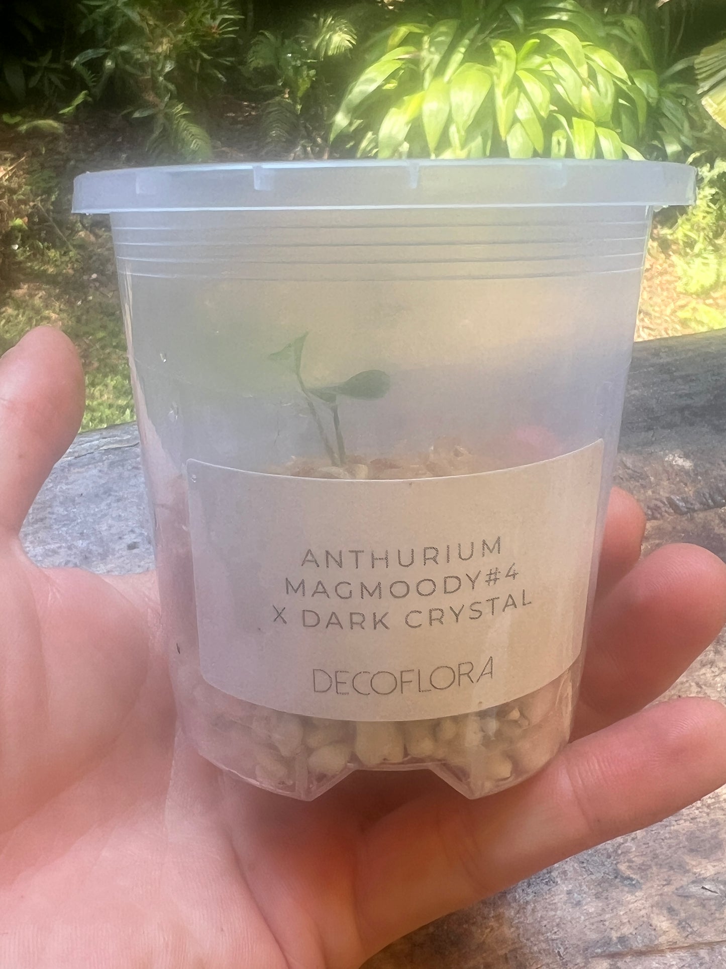 Anthurium MagxMoody#4 x Dark Crystal x1 Seedling