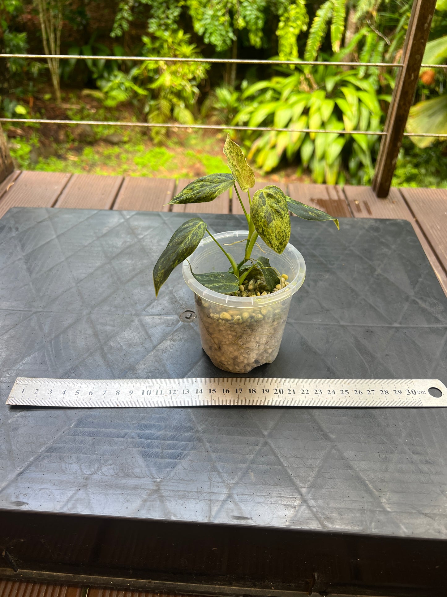 Philodendron melanochrysum x sharoniae Variegated!
