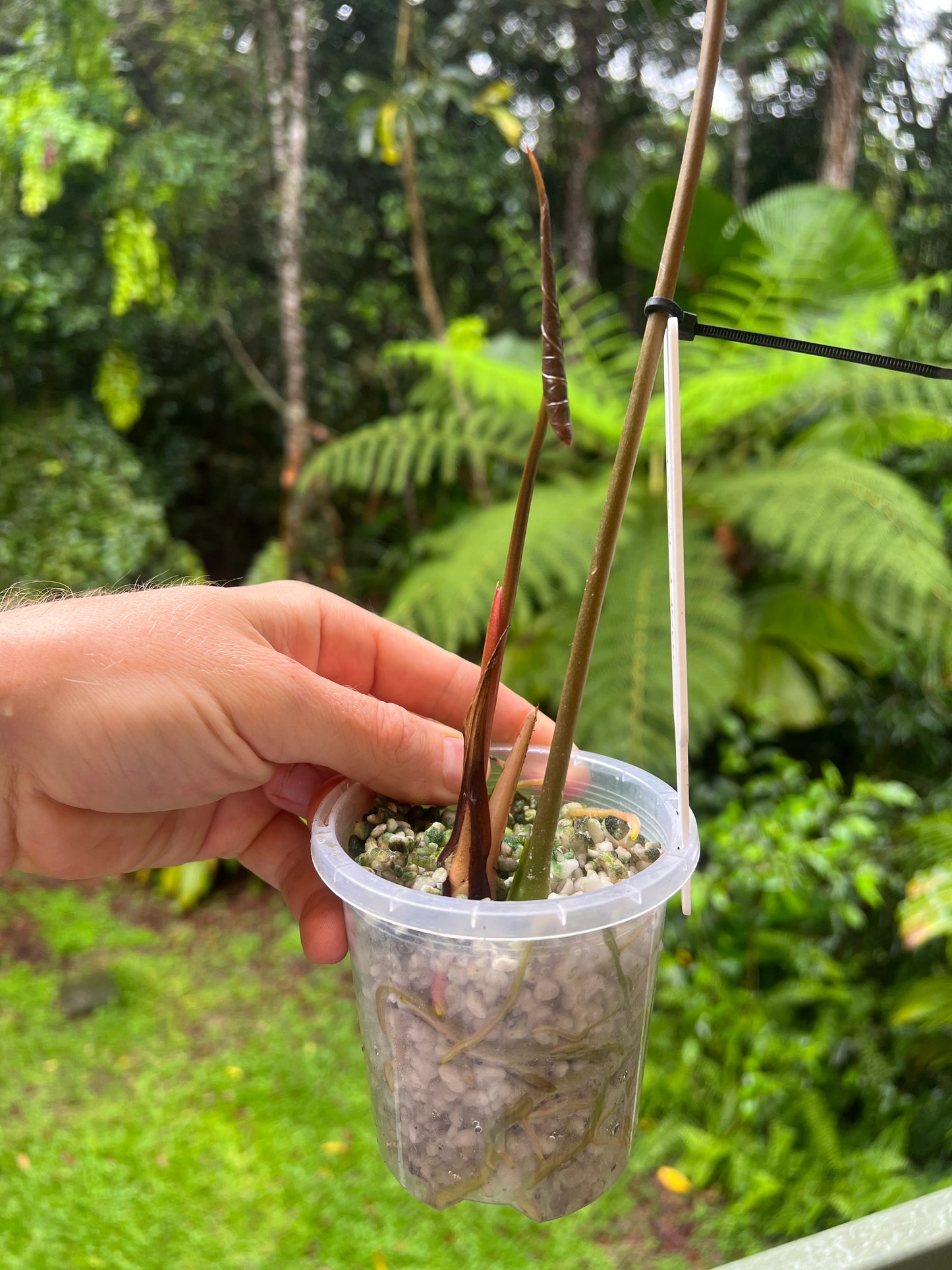 Anthurium 'Sharp Mood #1' Clone