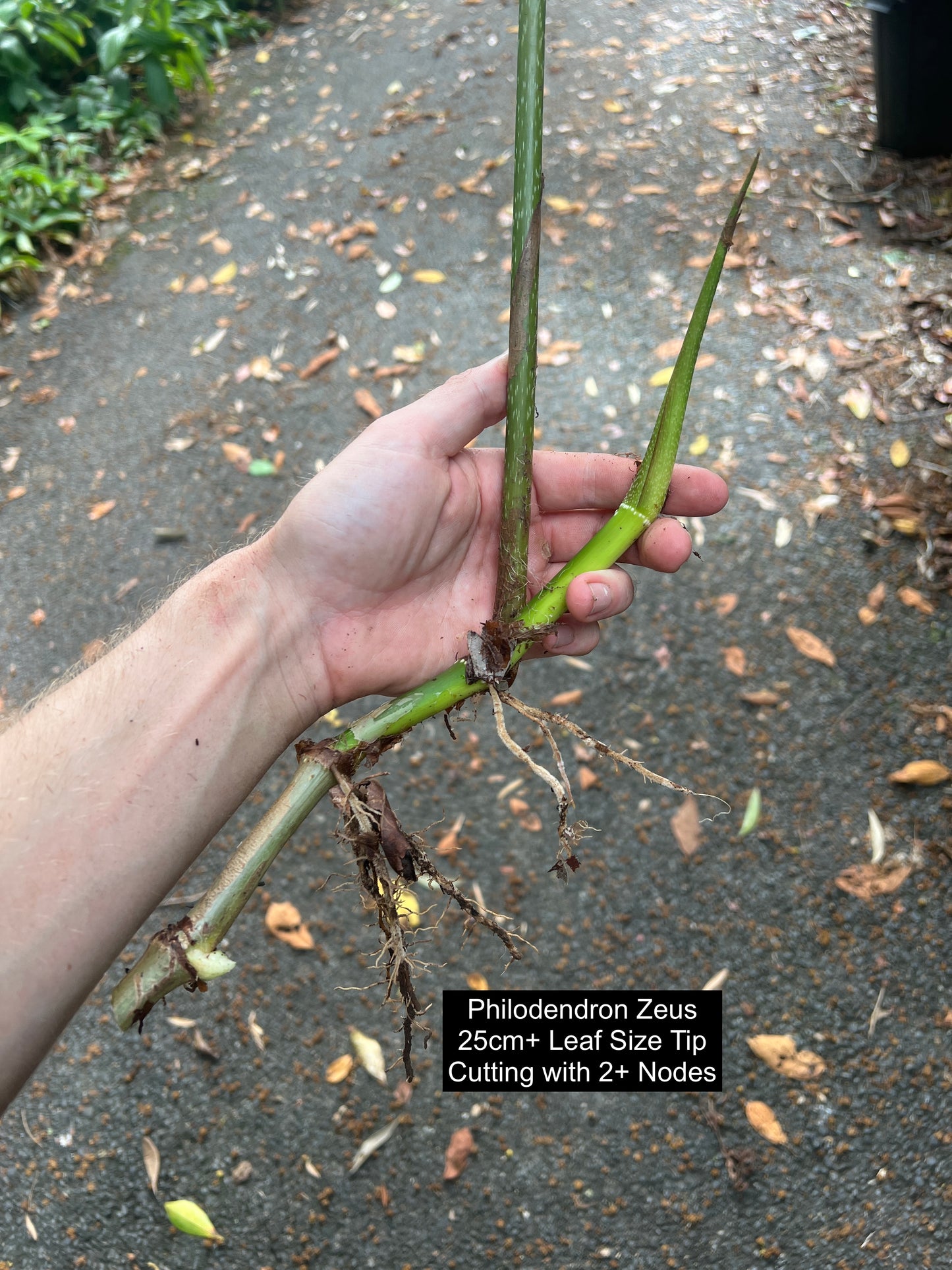 Philodendron Zeus - Decoflora Hybrid - gloriosum x verrucosum > Cuttings