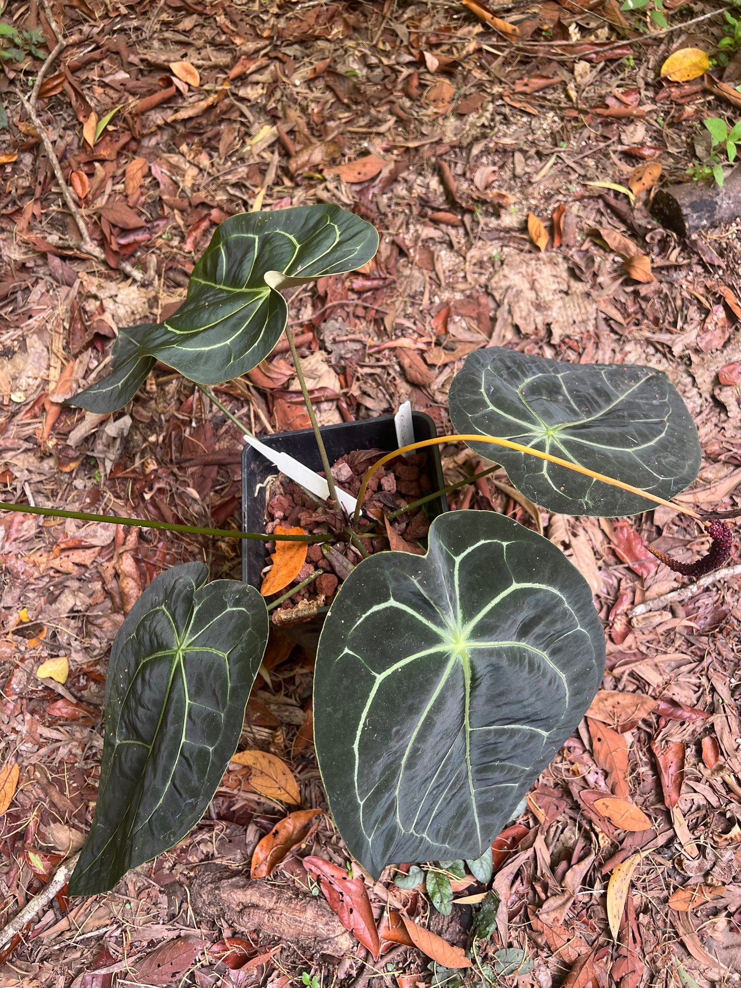 Anthurium Seed Pack x3+ Seeds Darkforgetiixbesseae x MagxMoody#4 - Only 1 Pack