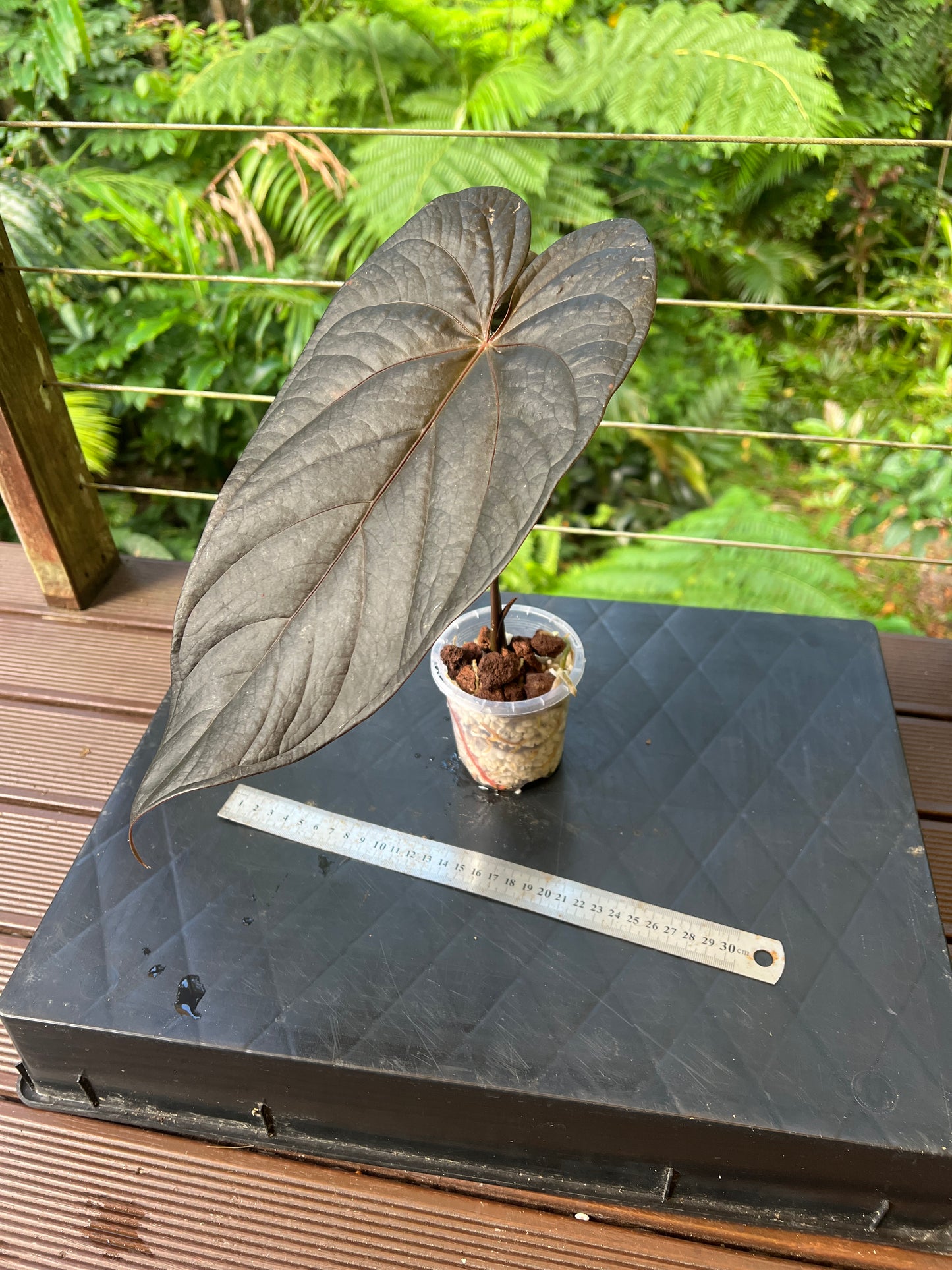 Anthurium Dark Dingo Clone Cutting Grown