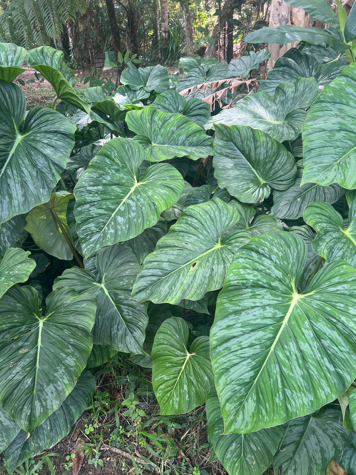 Philodendron Dean Mcdowell x mamei Hybrid > Cuttings