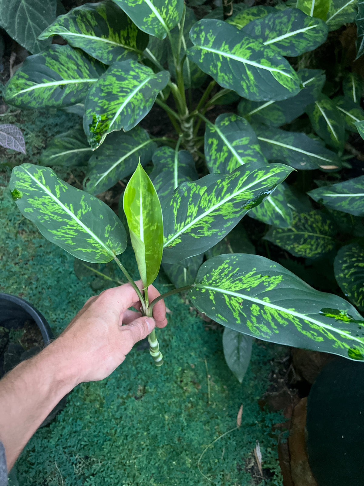 Dieffenbachia Noid - Smaller Size Grower > Cuttings
