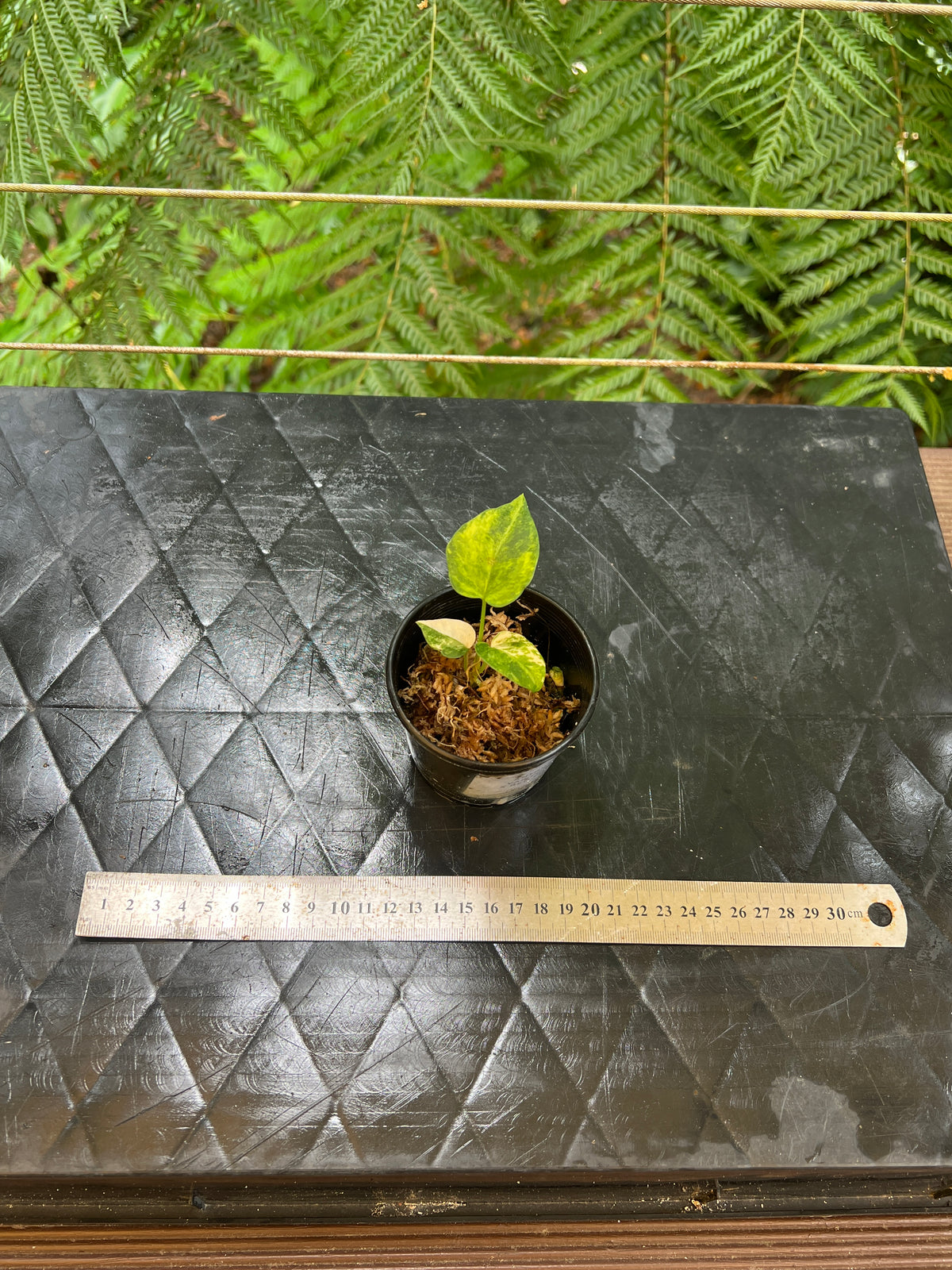 Anthurium Variegated forgetii x Red Forgetii x 1 var Seedling Shown!