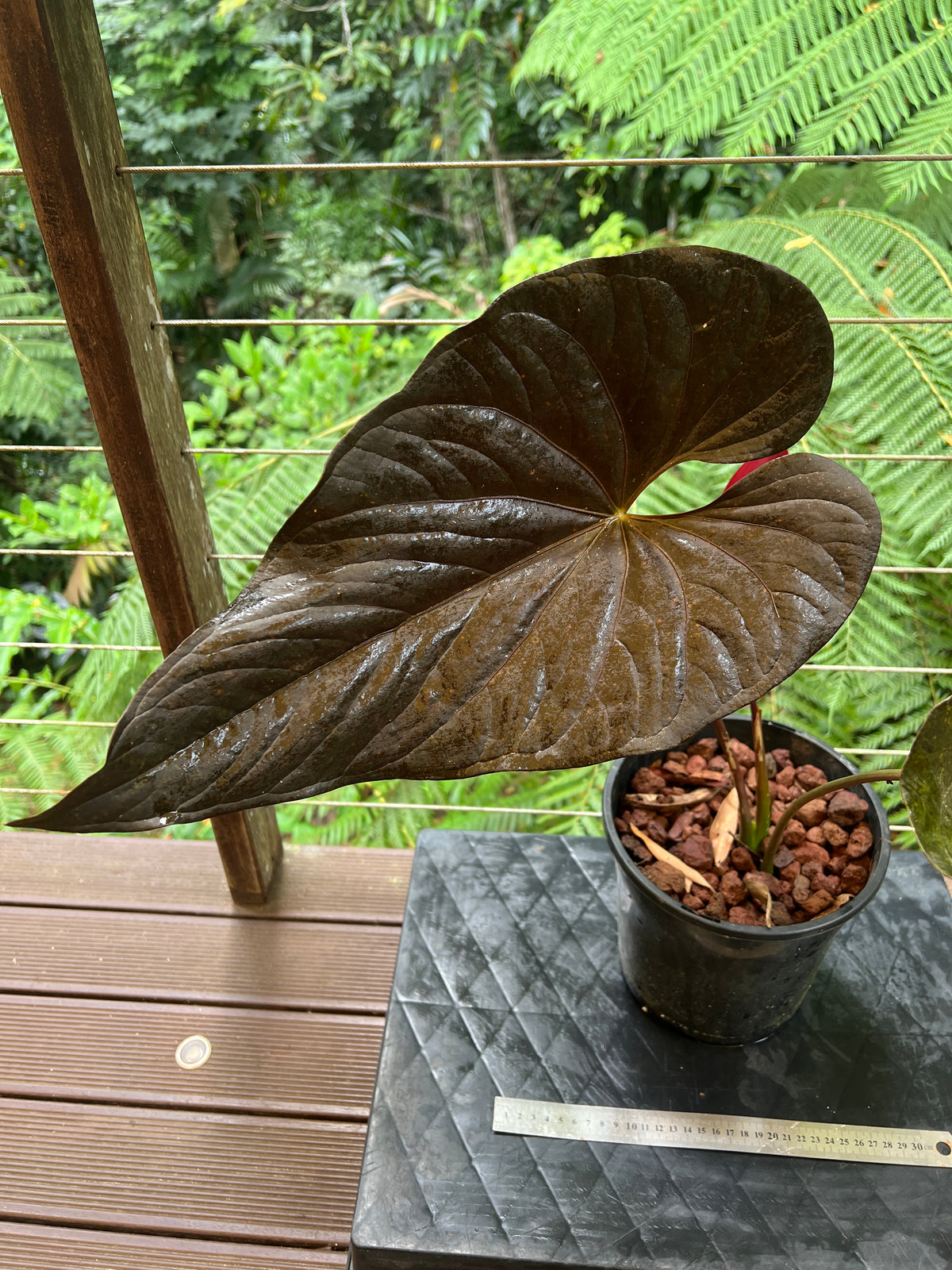 Anthurium Moodeanum Moody Clone Flowering! Large Sent without Pot!
