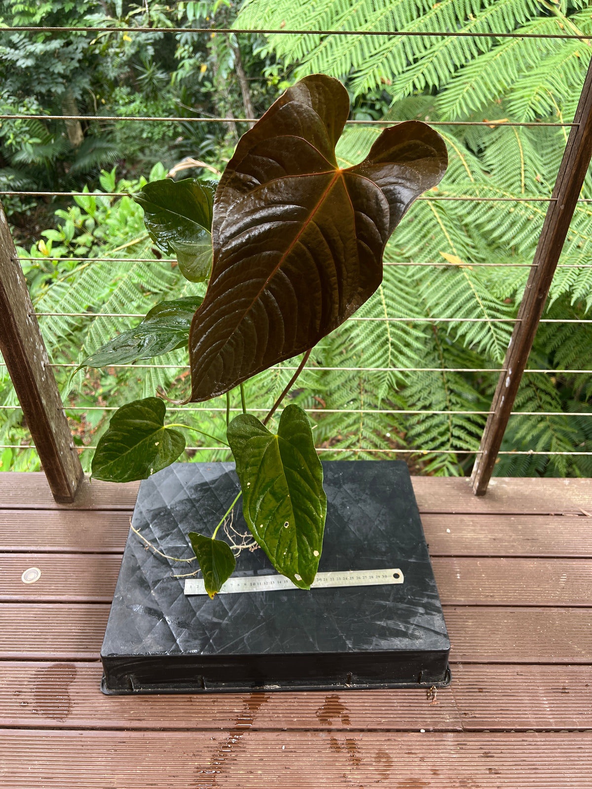 Anthurium Veitchii x Moody (moodeanum ) Large!