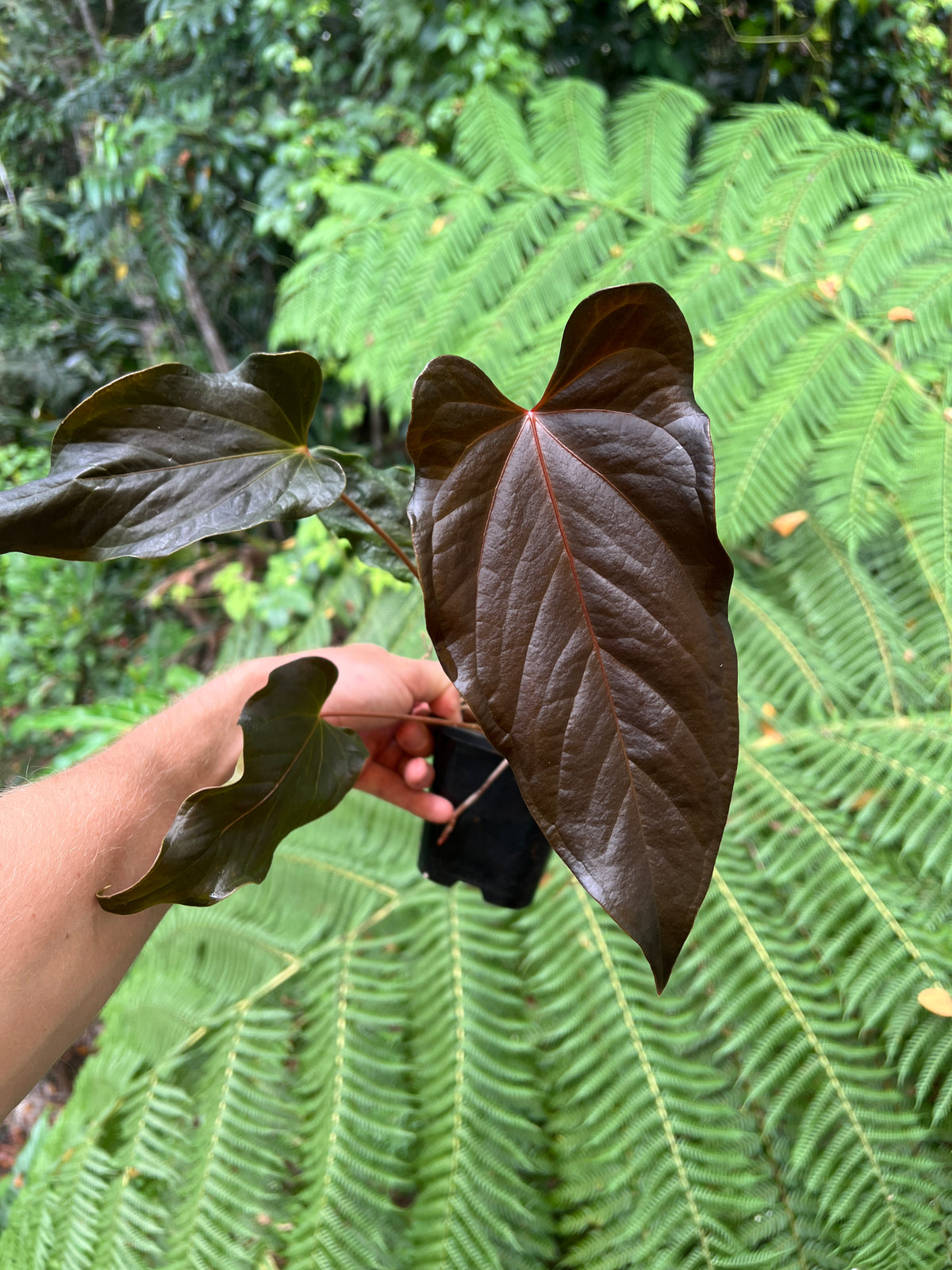 Anthurium Travesty Clone - Cutting Grown Large