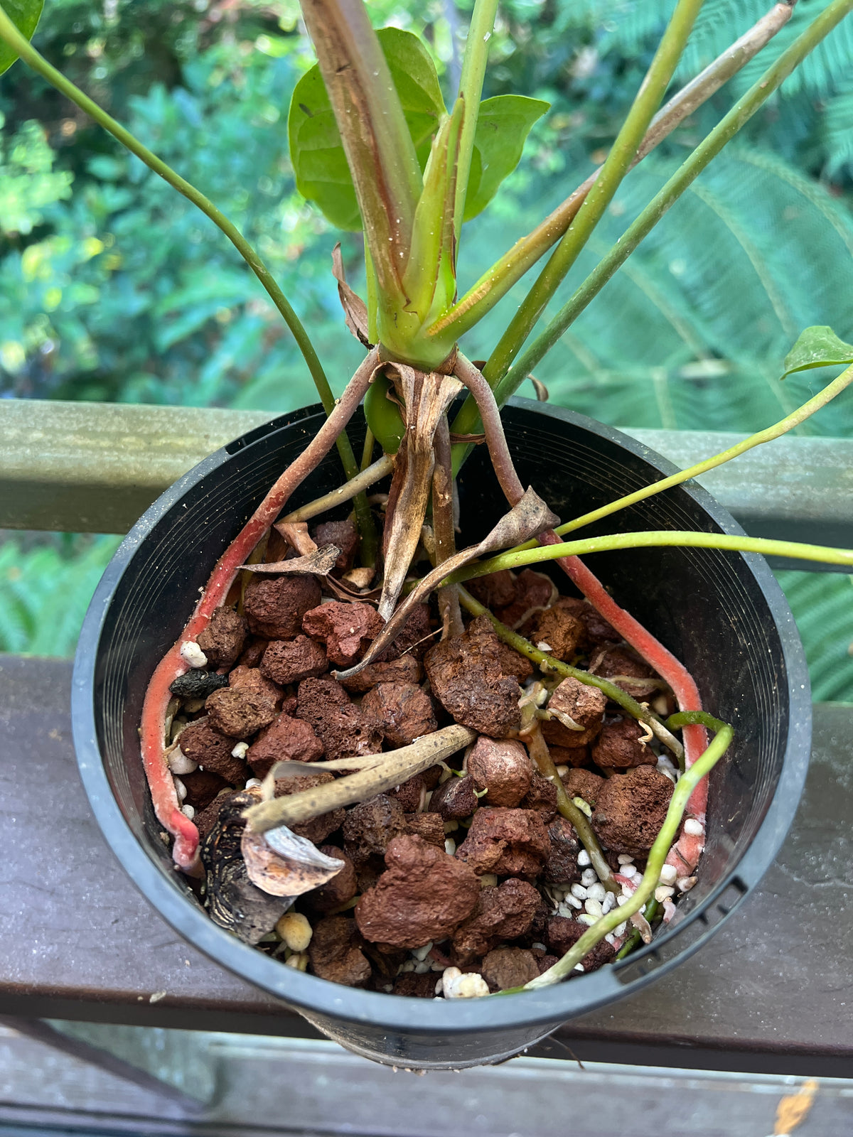 Anthurium Veitchii x Moody (moodeanum ) Large !