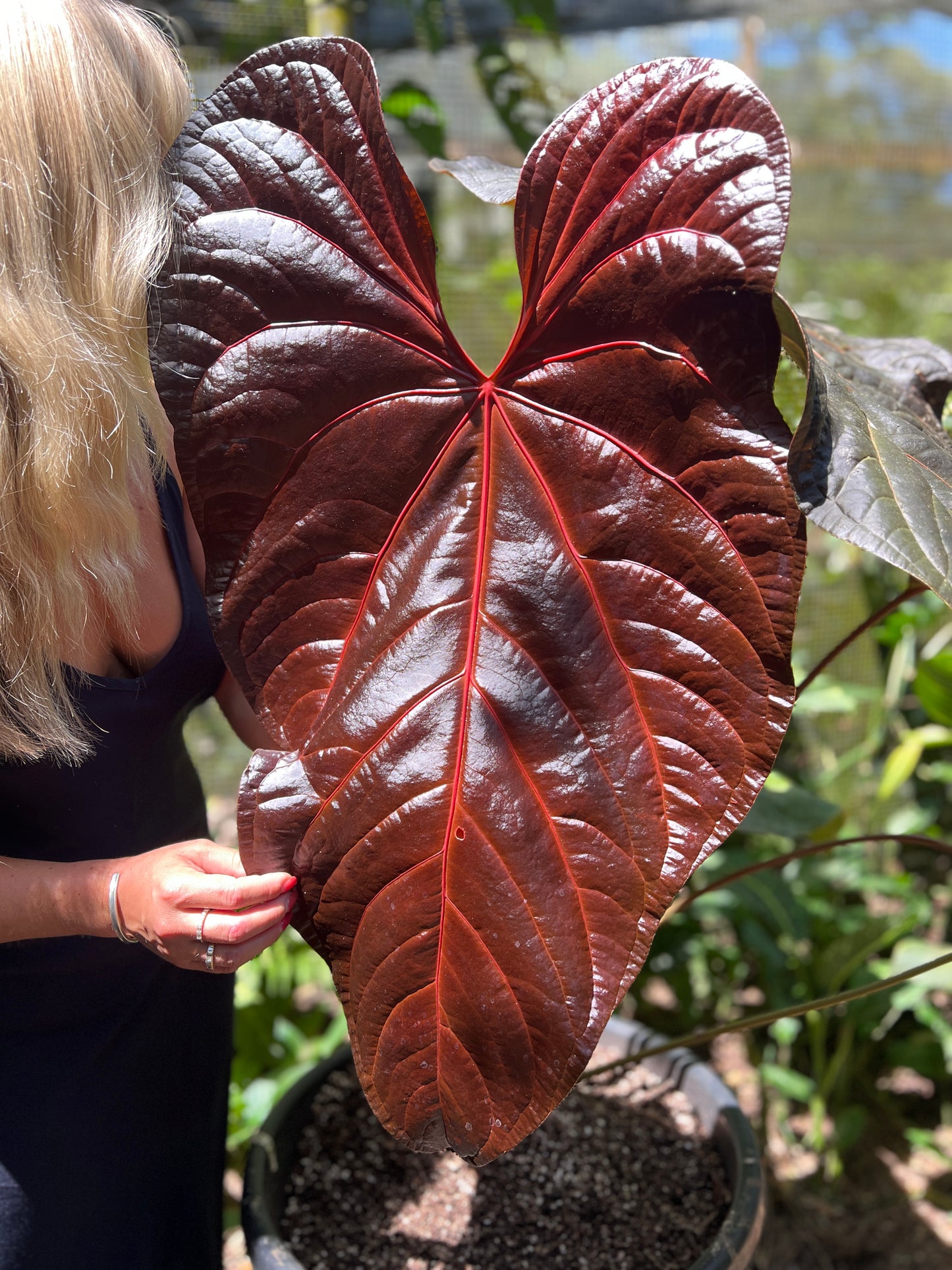 Anthurium Red Vein Magnificent Beauty