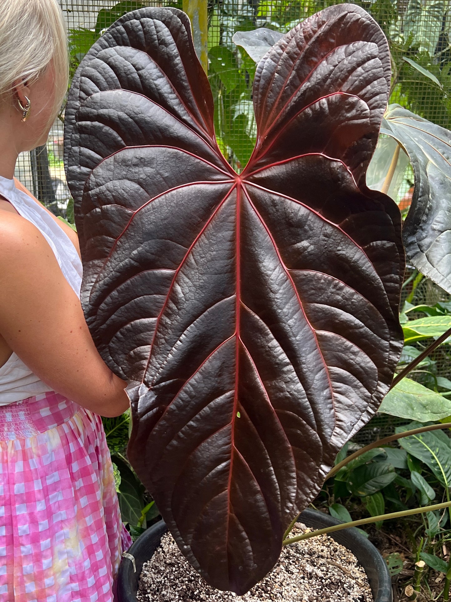Anthurium Red Vein Magnificent Beauty