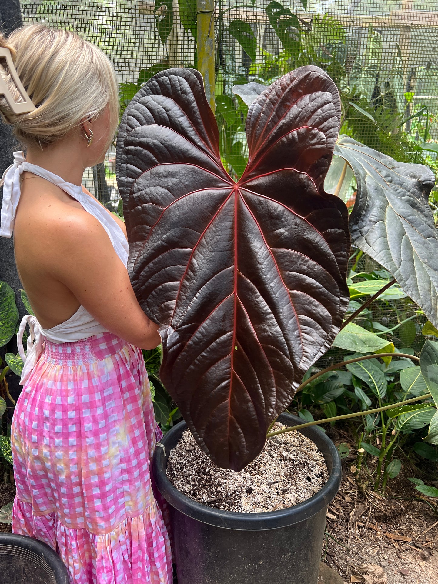 Anthurium Red Vein Magnificent Beauty
