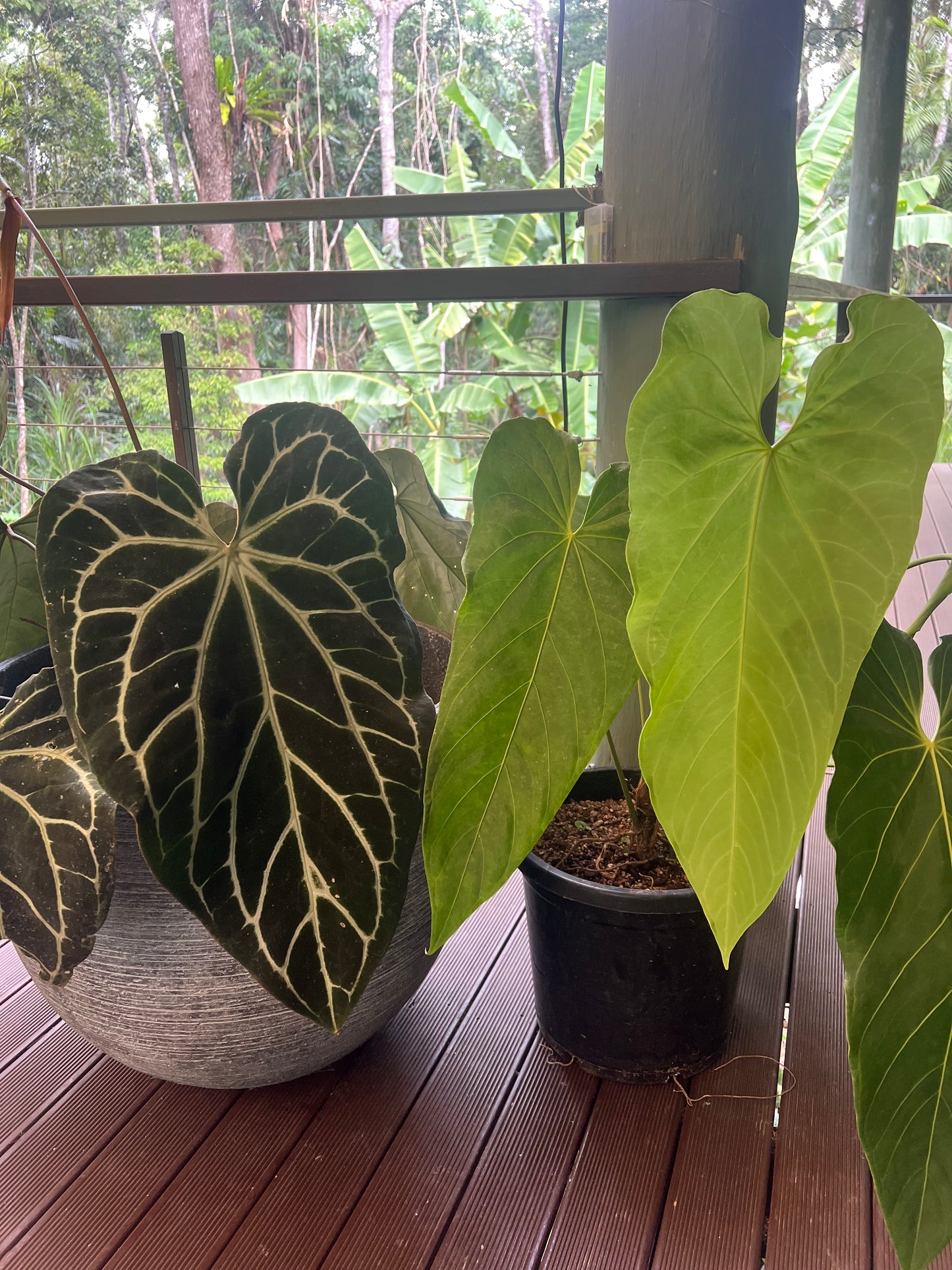 Anthurium MagxMoody#4 x Dark Crystal x3 Seeds