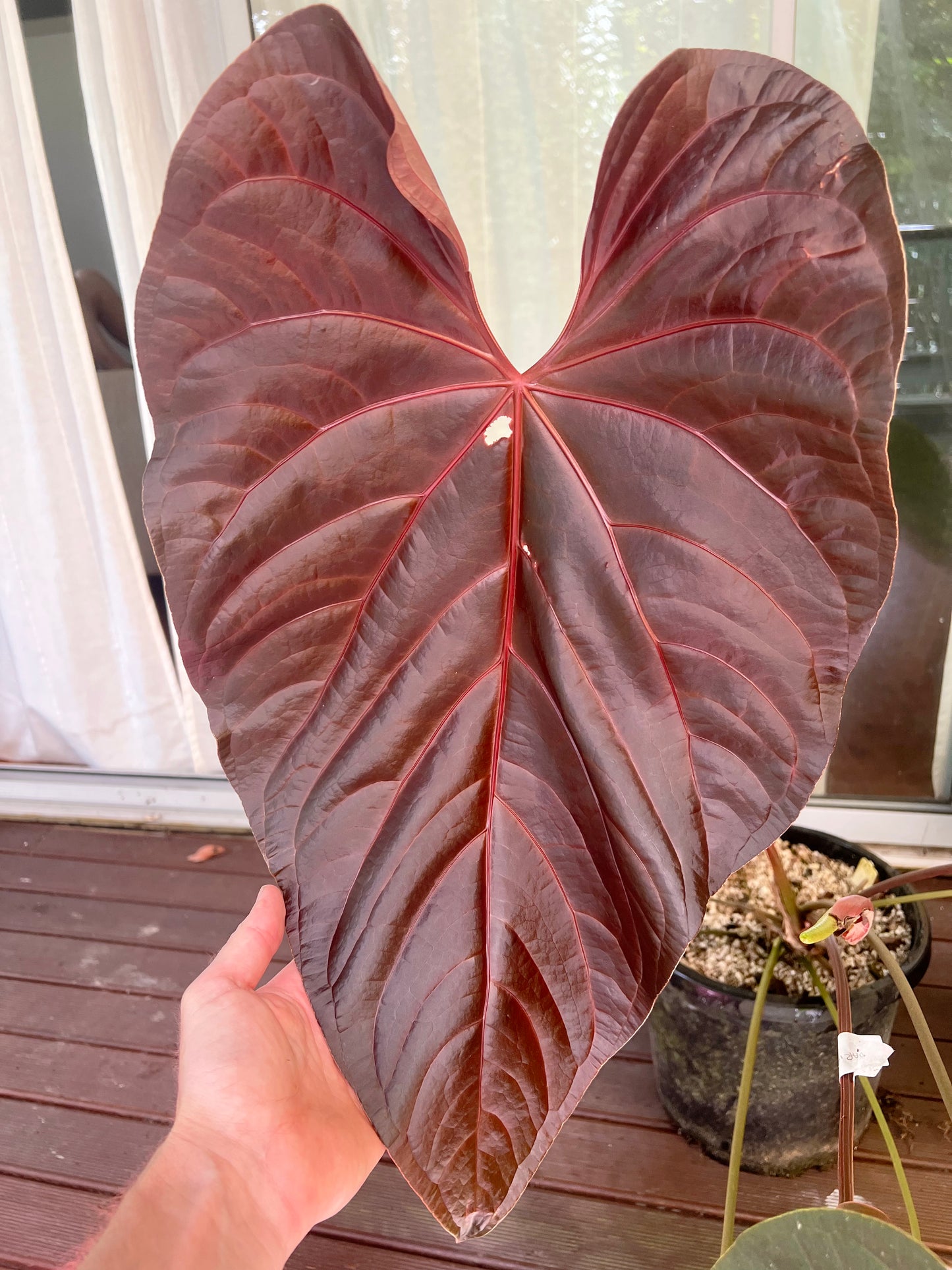 Anthurium MagxMoody#4 x Dark Crystal x3 Seeds
