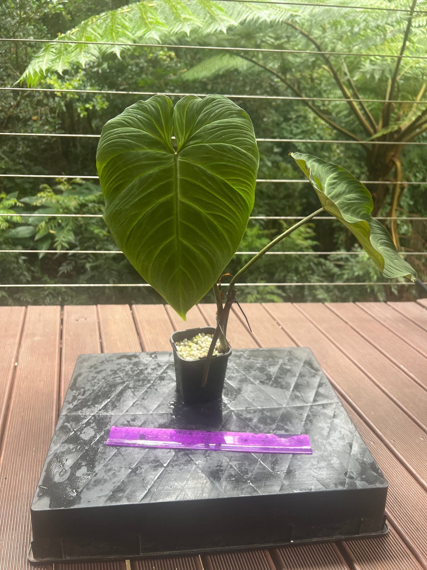 Philodendron Zeus