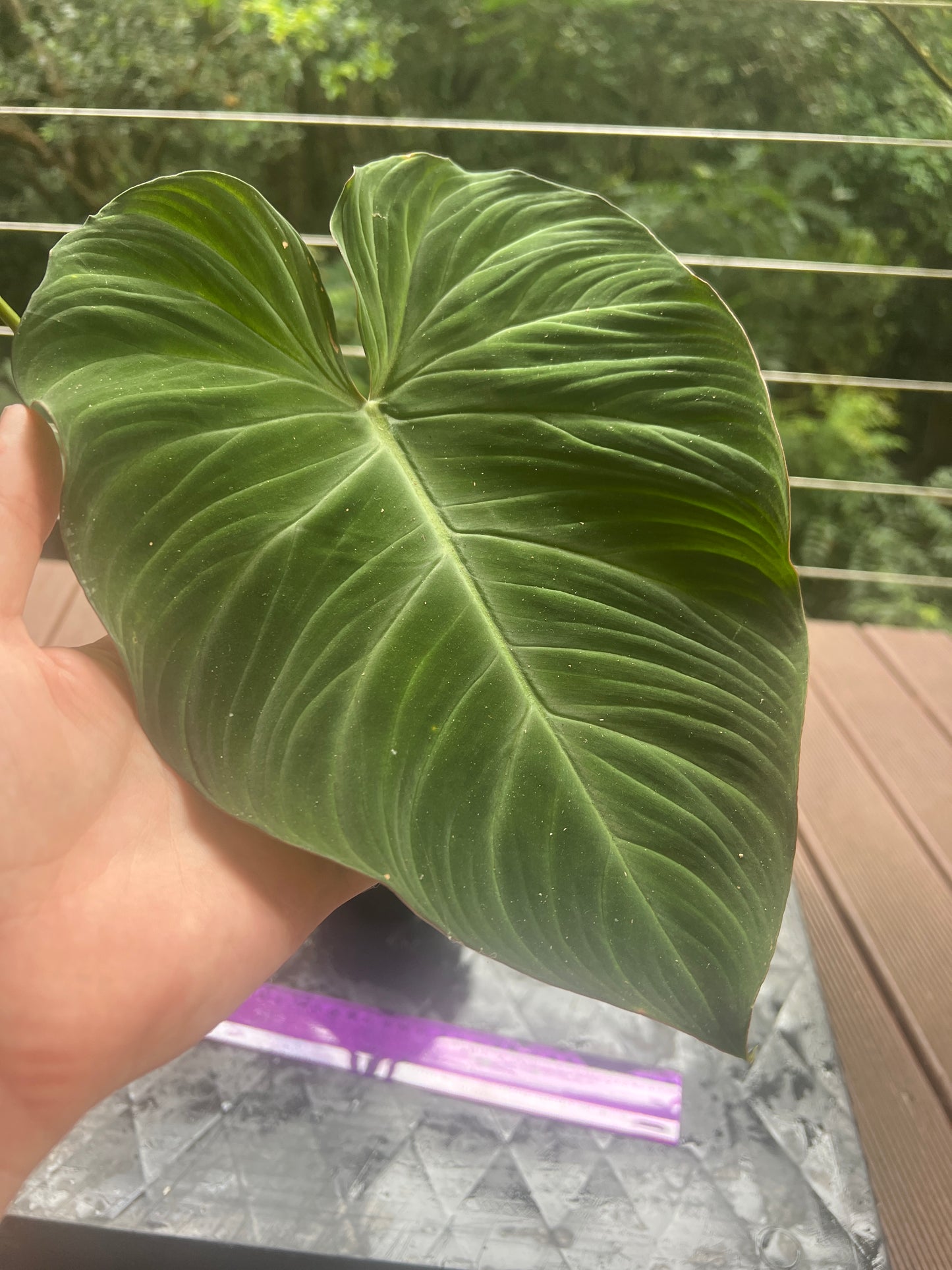 Philodendron Zeus