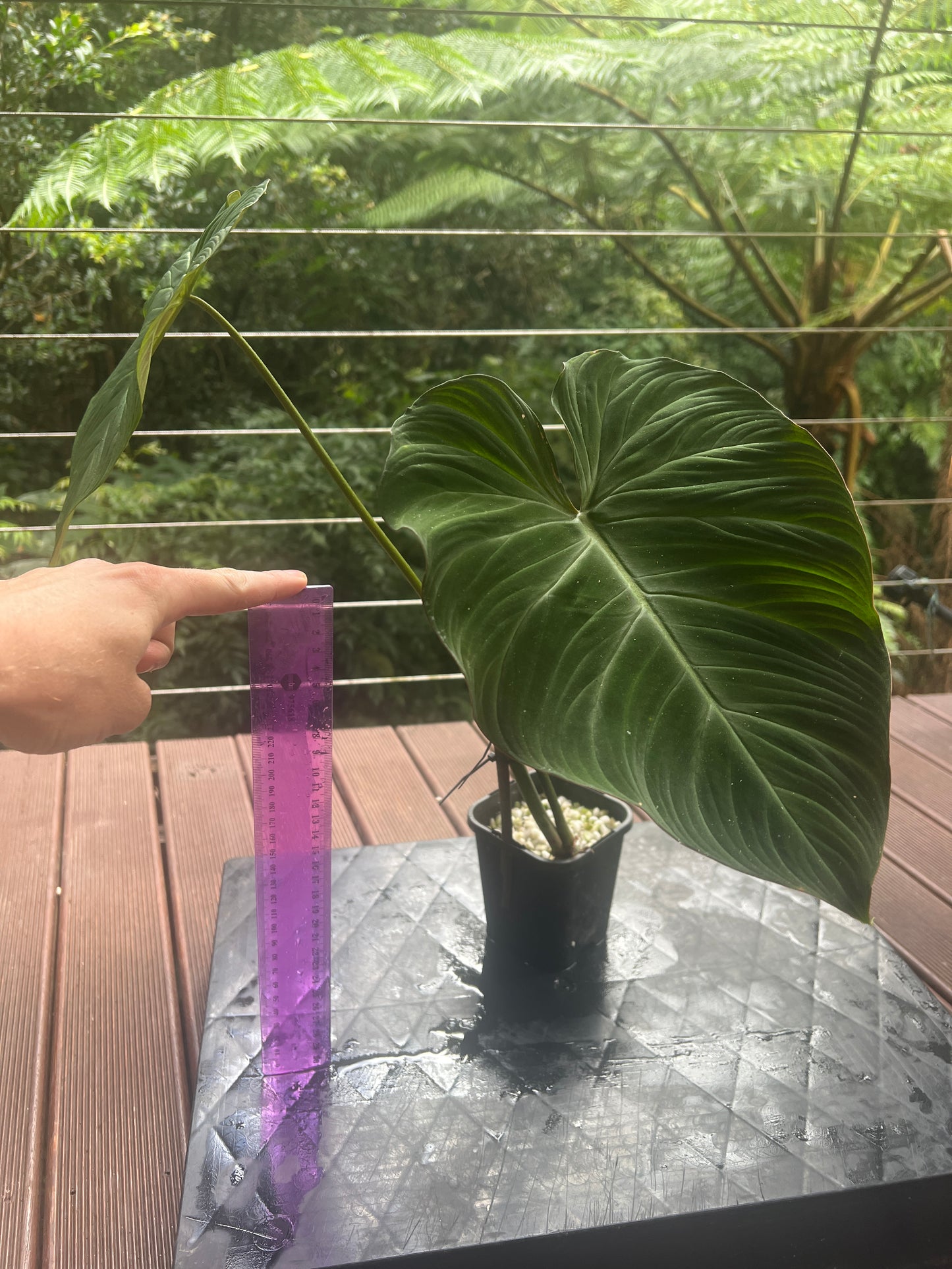 Philodendron Zeus