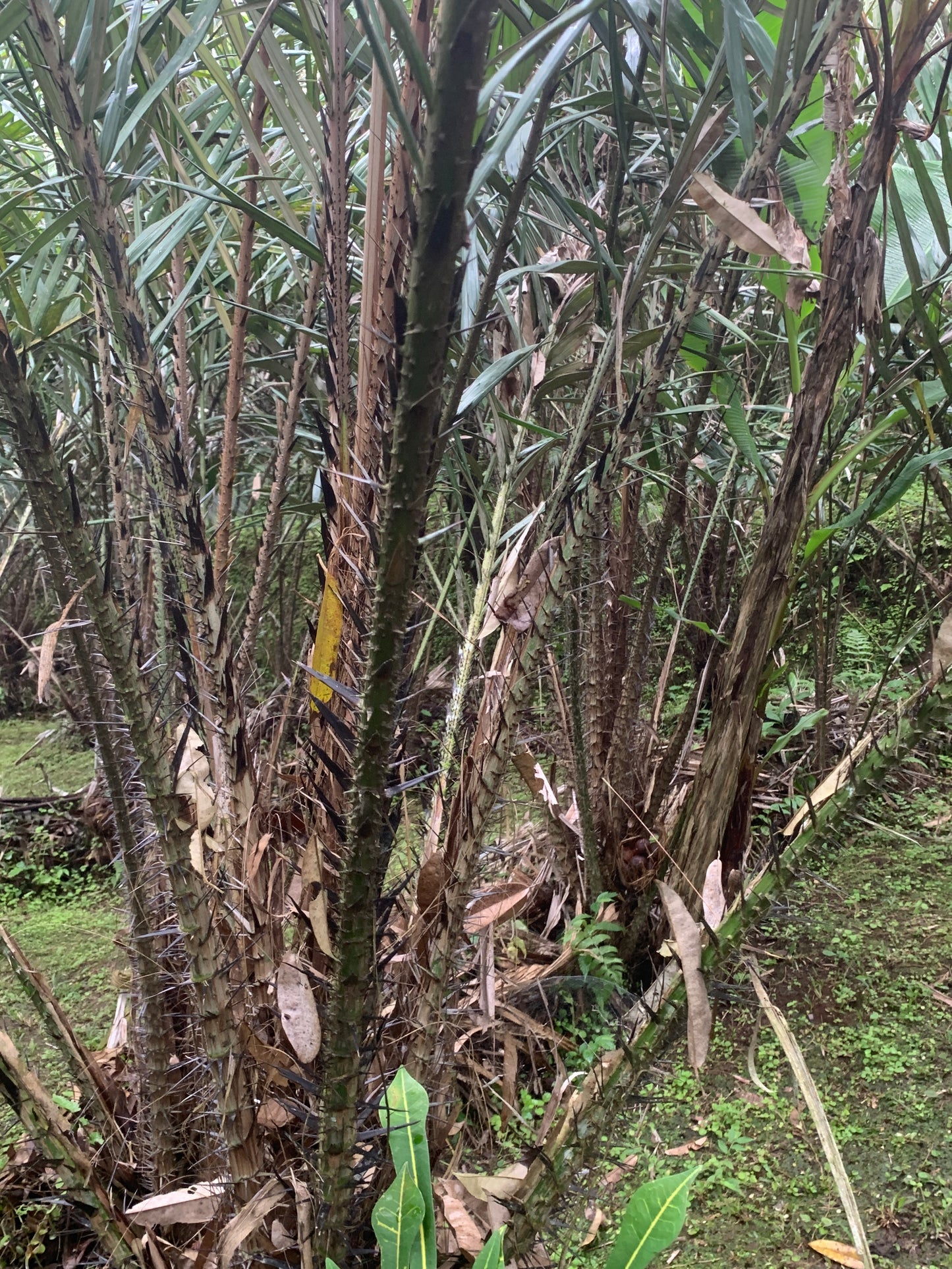 Salak Gula Pasir > Salacca zalacca var. amboinensis