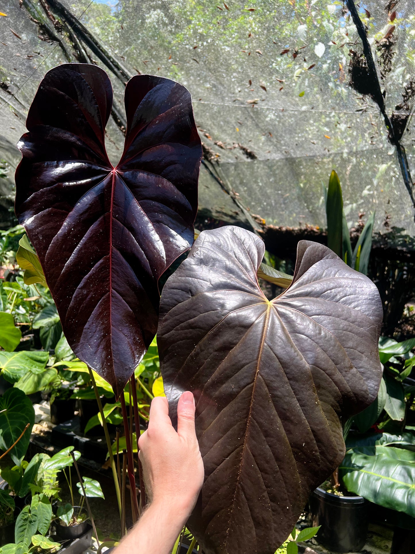Anthurium Dark and Glossy Clone