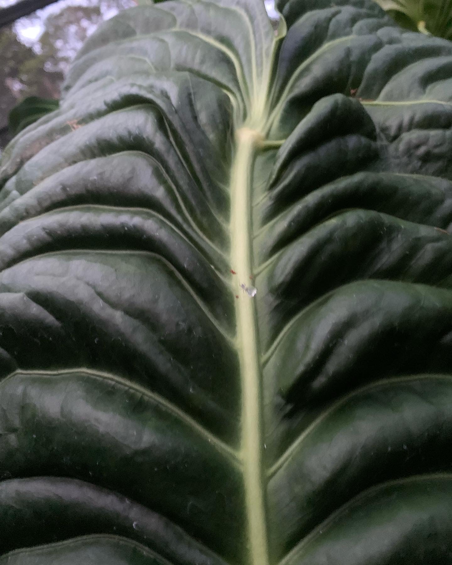 Anthurium Seed Pack Veitchii Lumpy Hybrid x Self x5+ Seeds