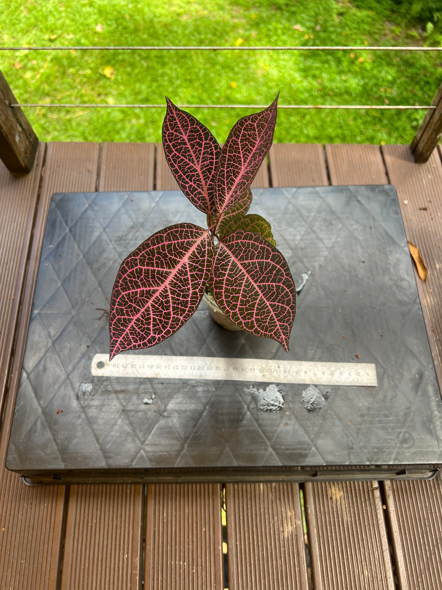 Pink Prestonia Noid ( quinquangularis )