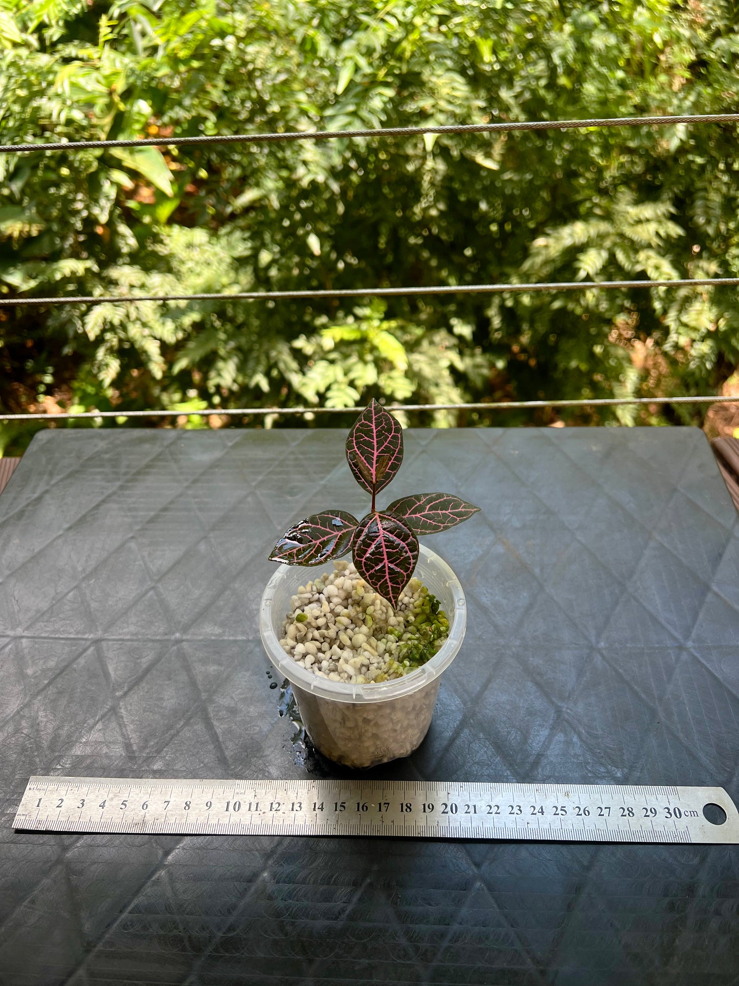 Pink Prestonia Noid ( quinquangularis )