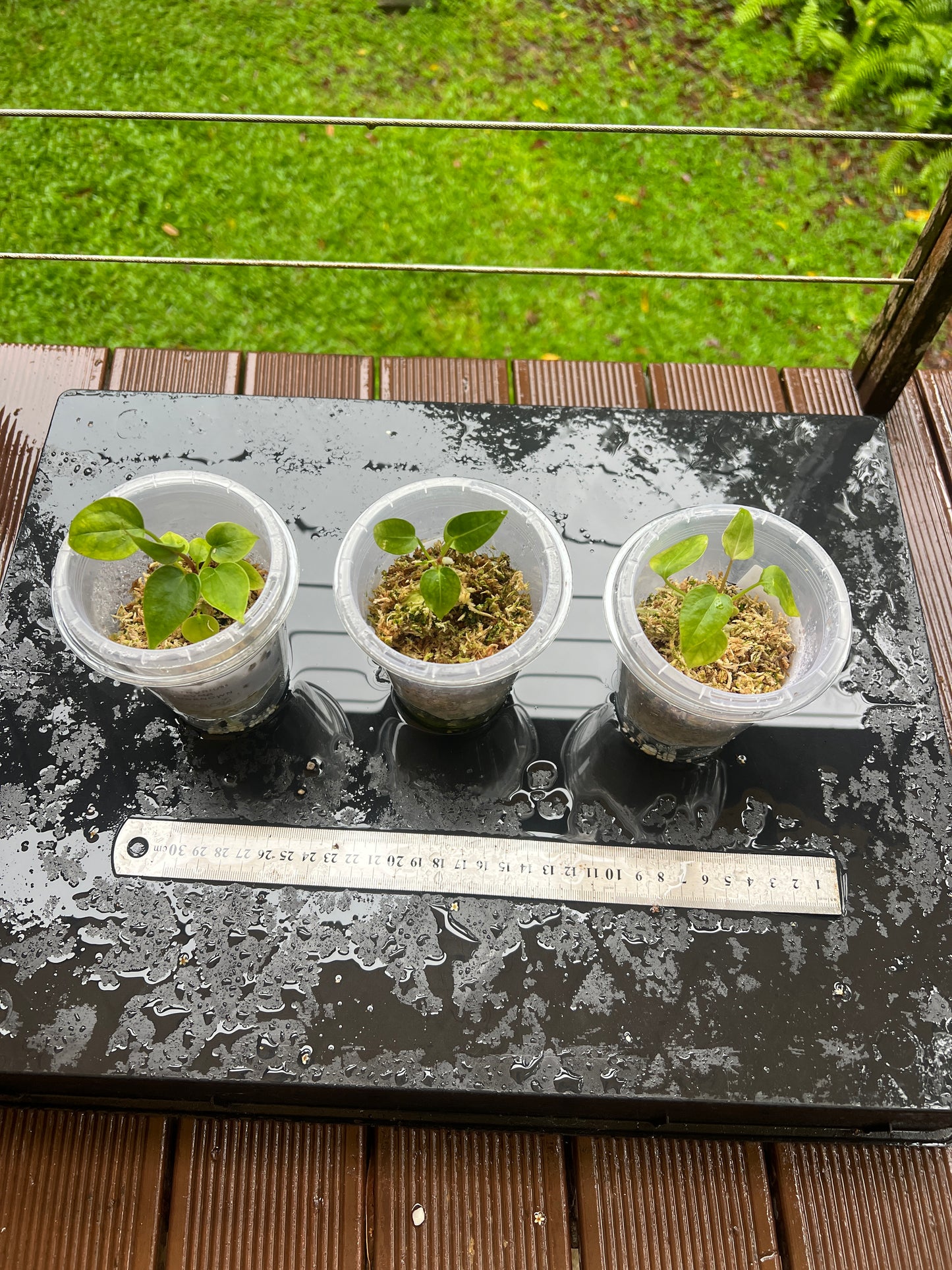 Anthurium RVMB x Unknown x1 Seedling